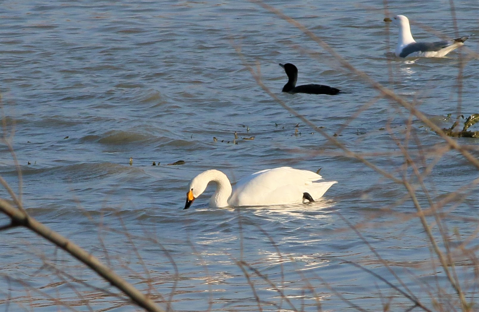 Tundra Swan