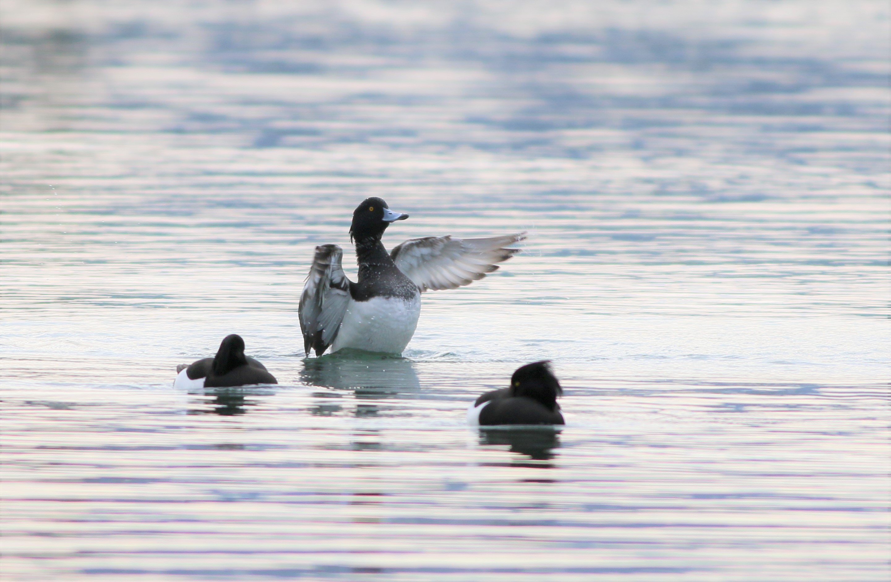 Tufted Duck