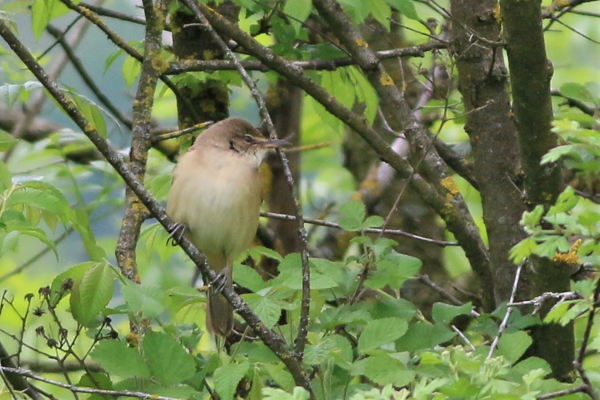 Great Reed Warbler