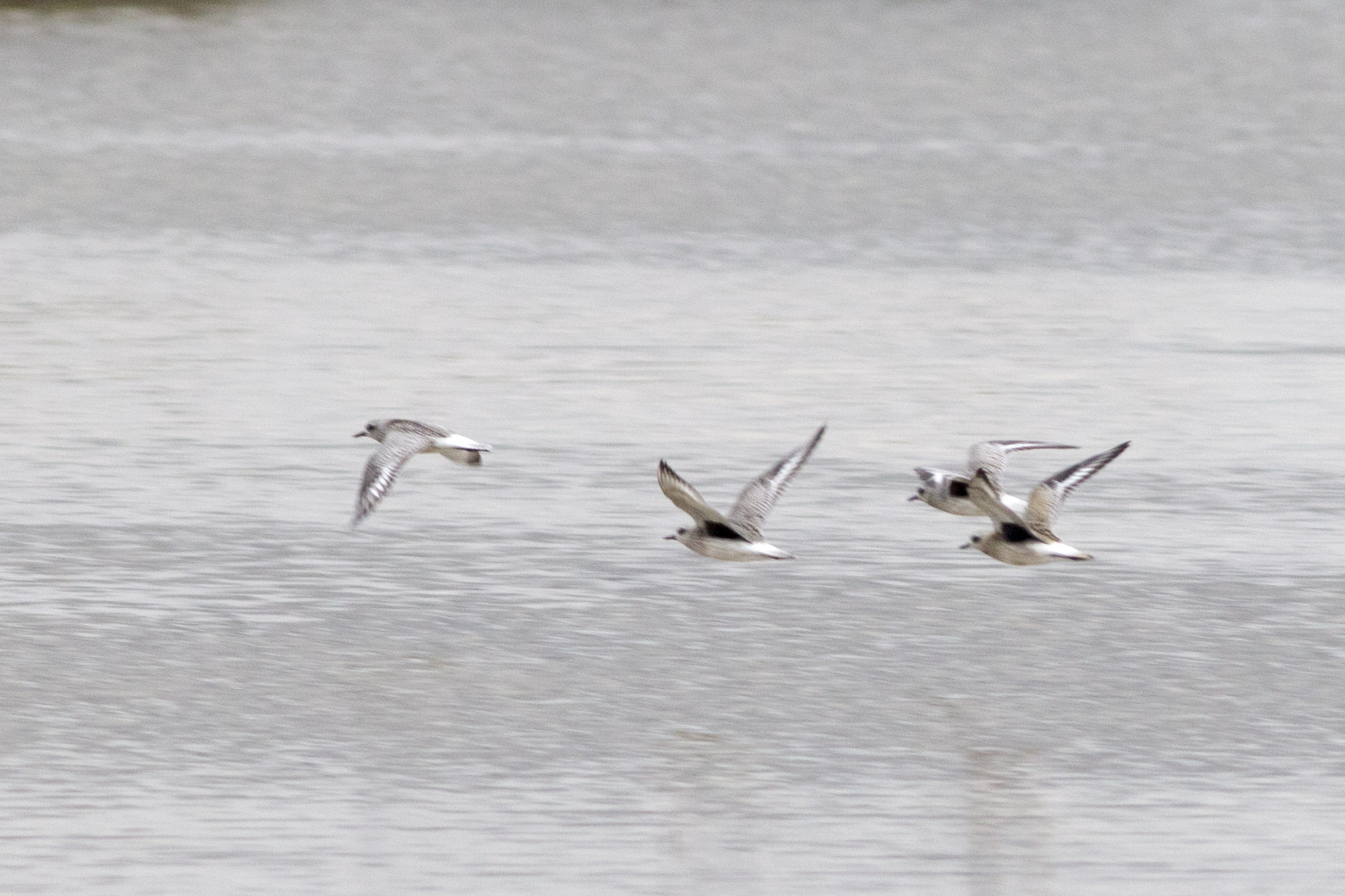 Black-bellied Plover