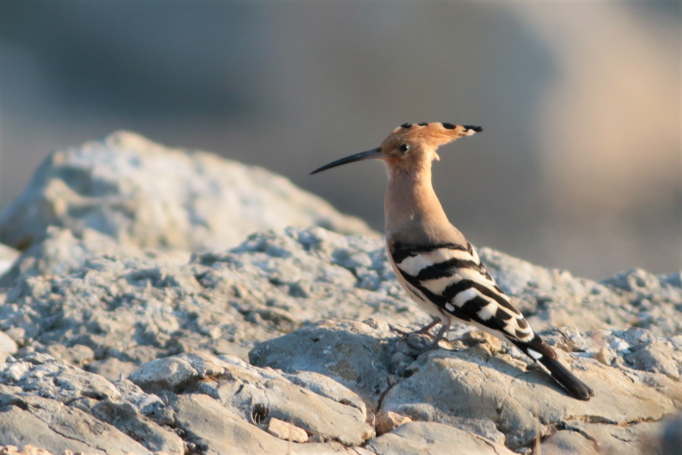 Eurasian Hoopoe