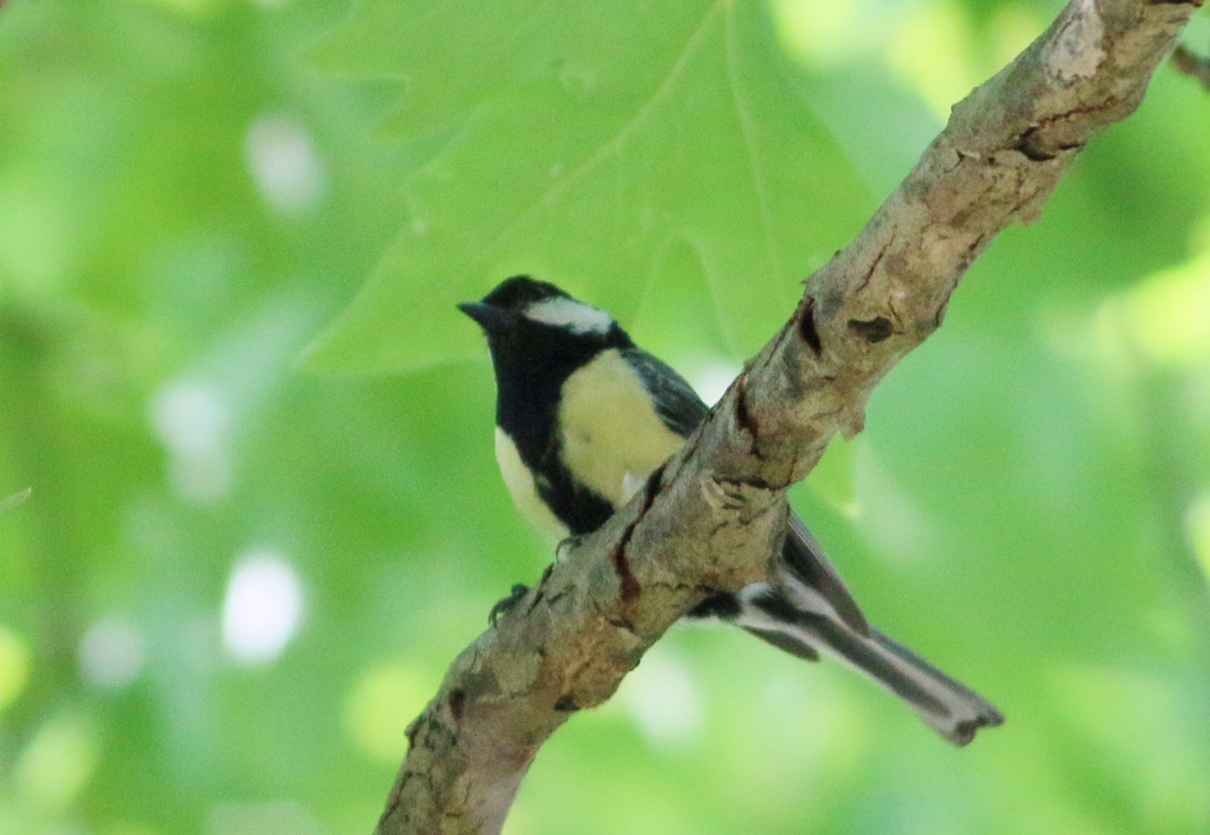 Great Tit
