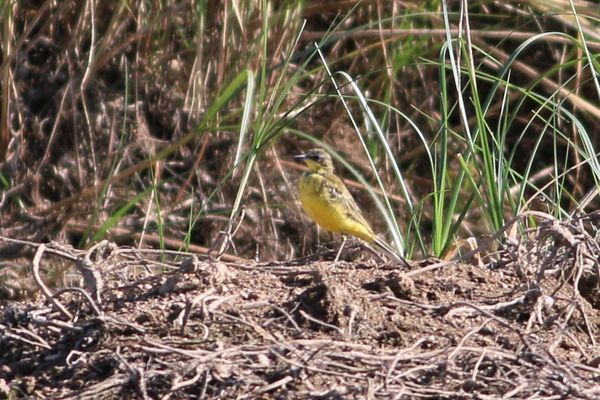 Western Yellow Wagtail
