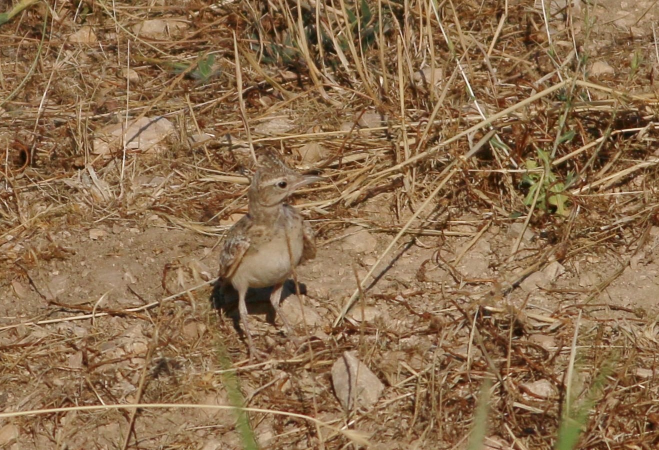 Eurasian Skylark