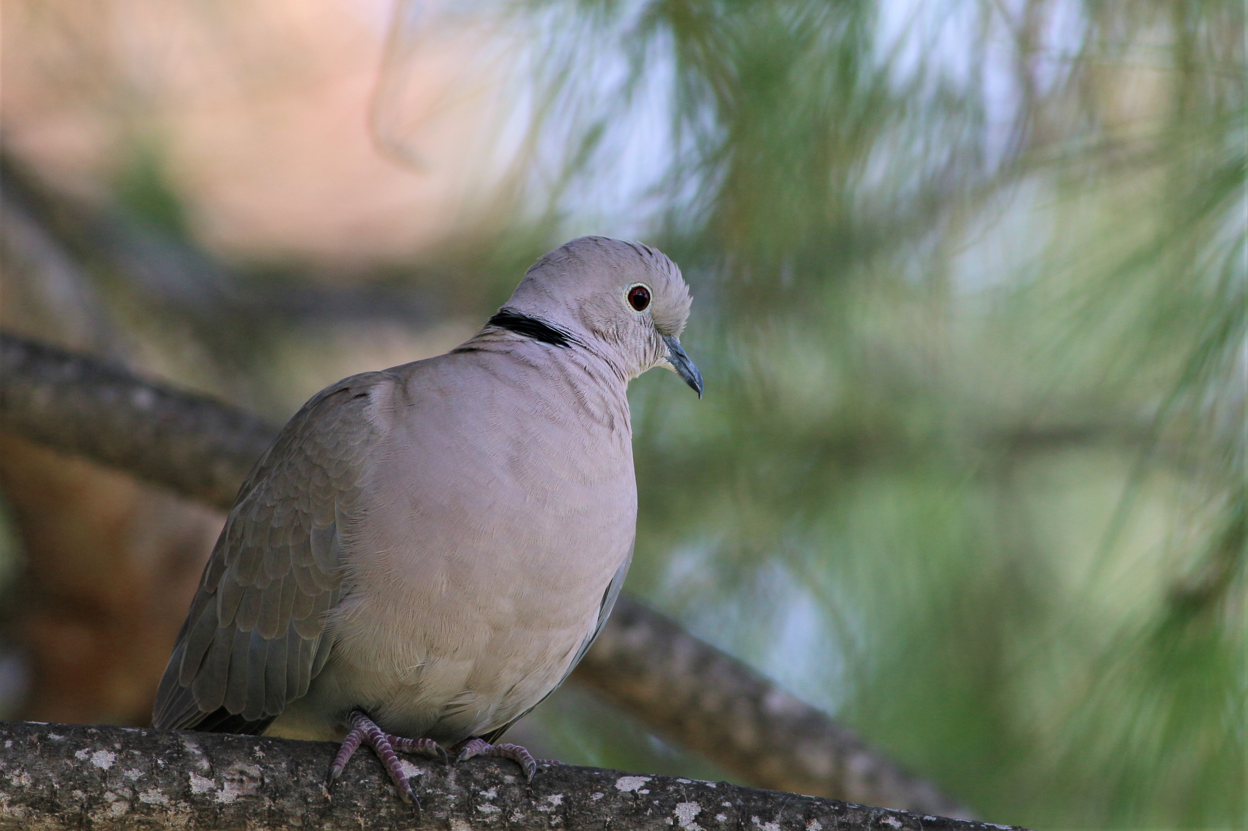 Eurasian Collared-Dove