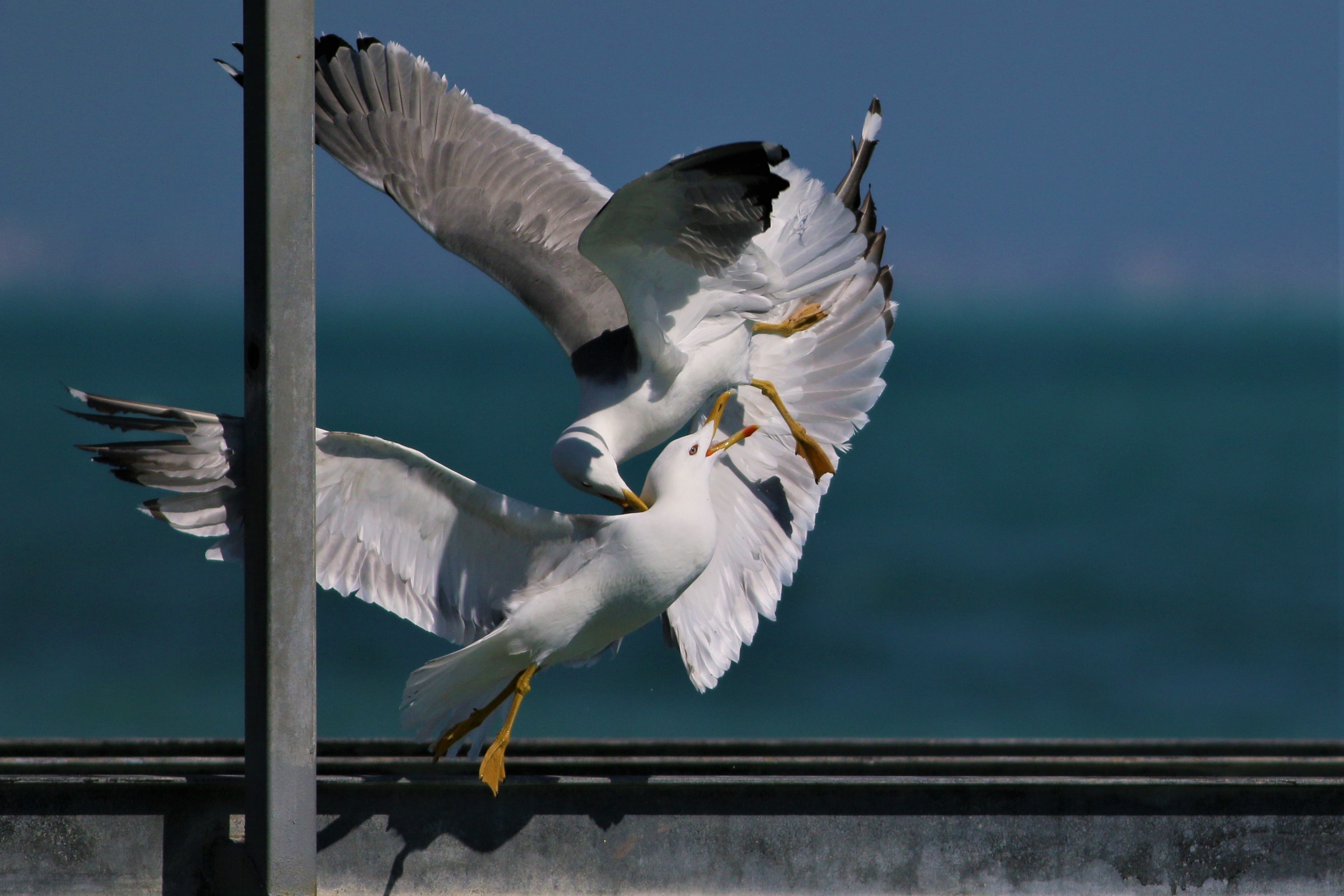 Yellow-legged Gull