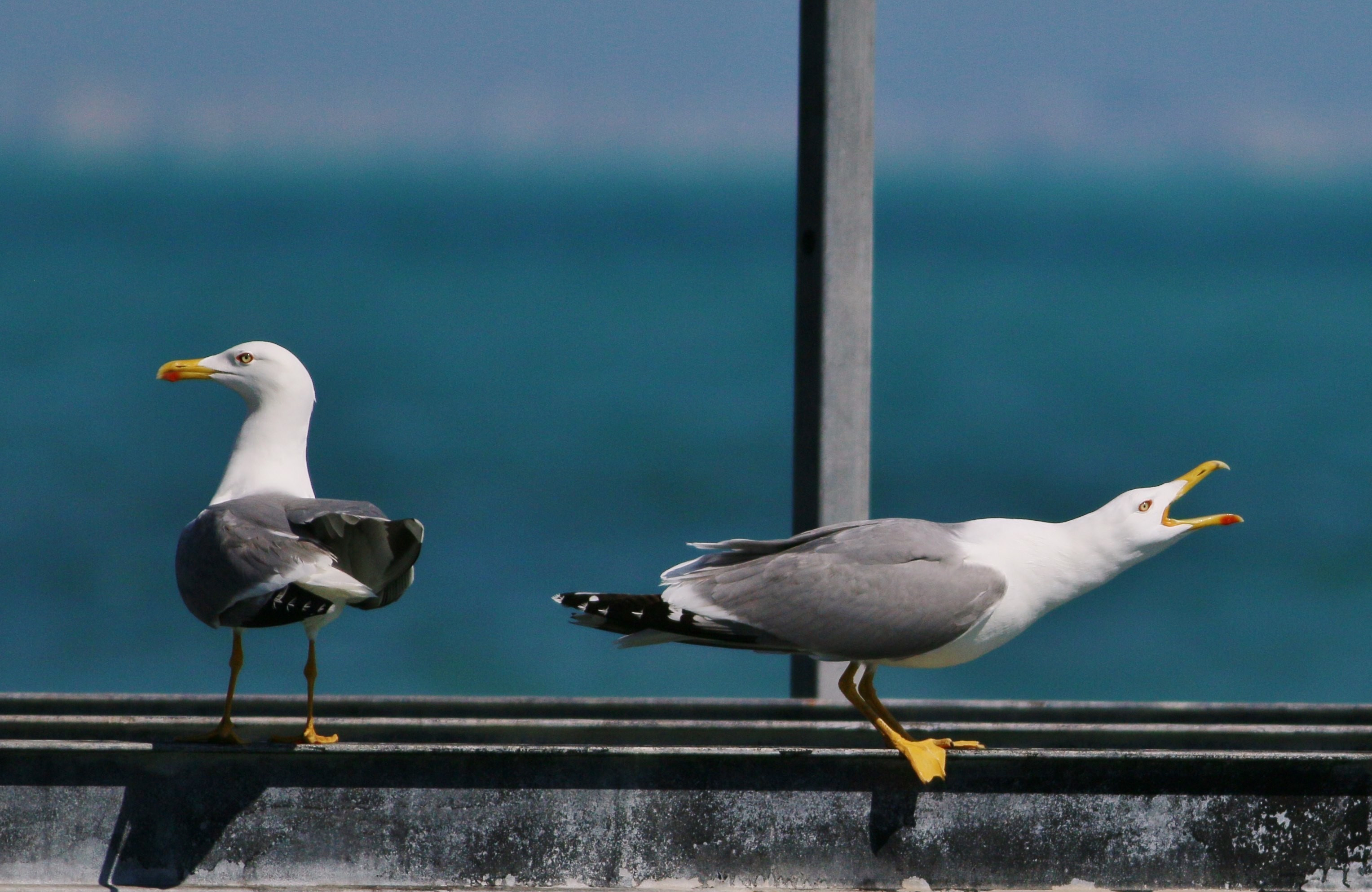 Yellow-legged Gull