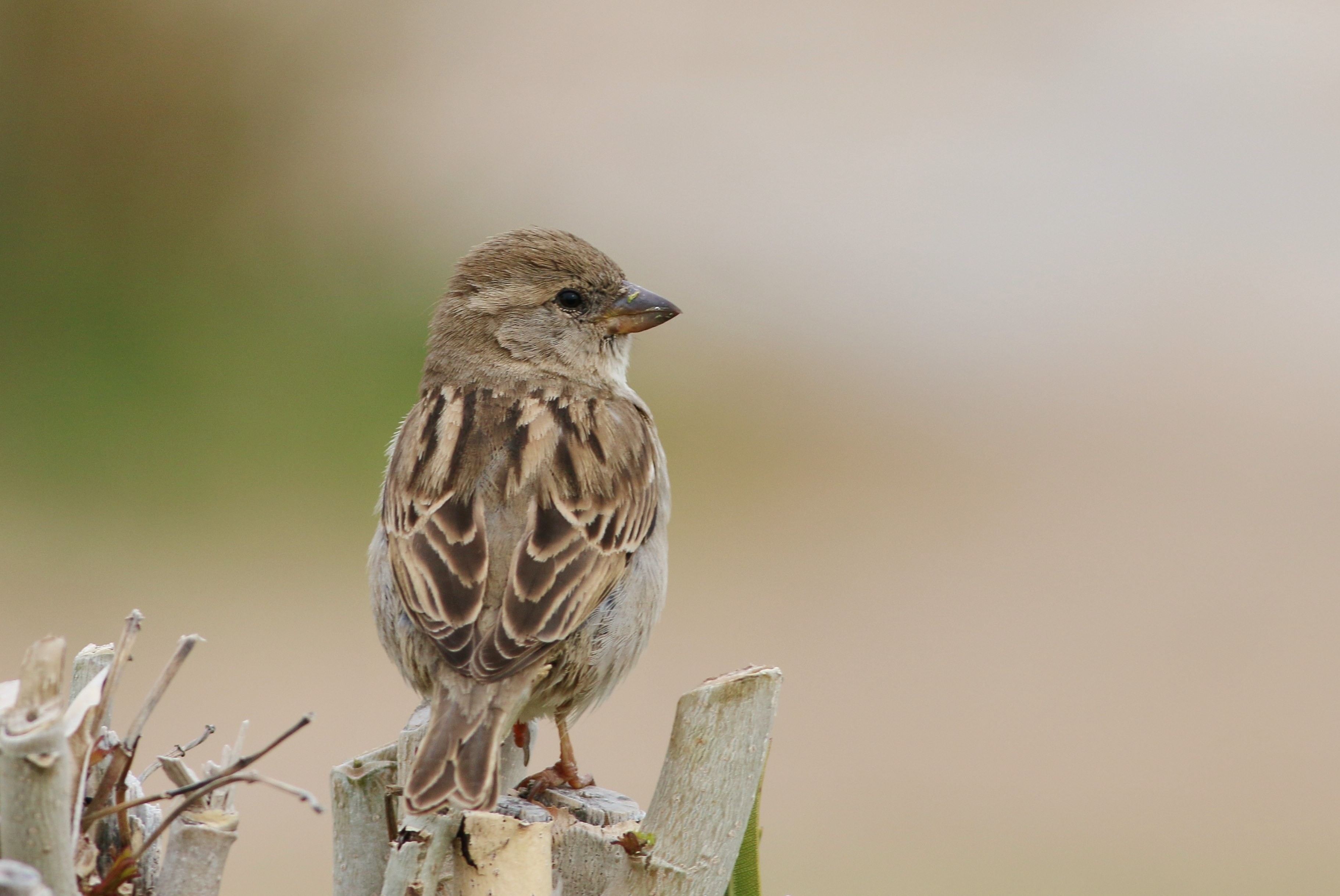 Common Rock-sparrow