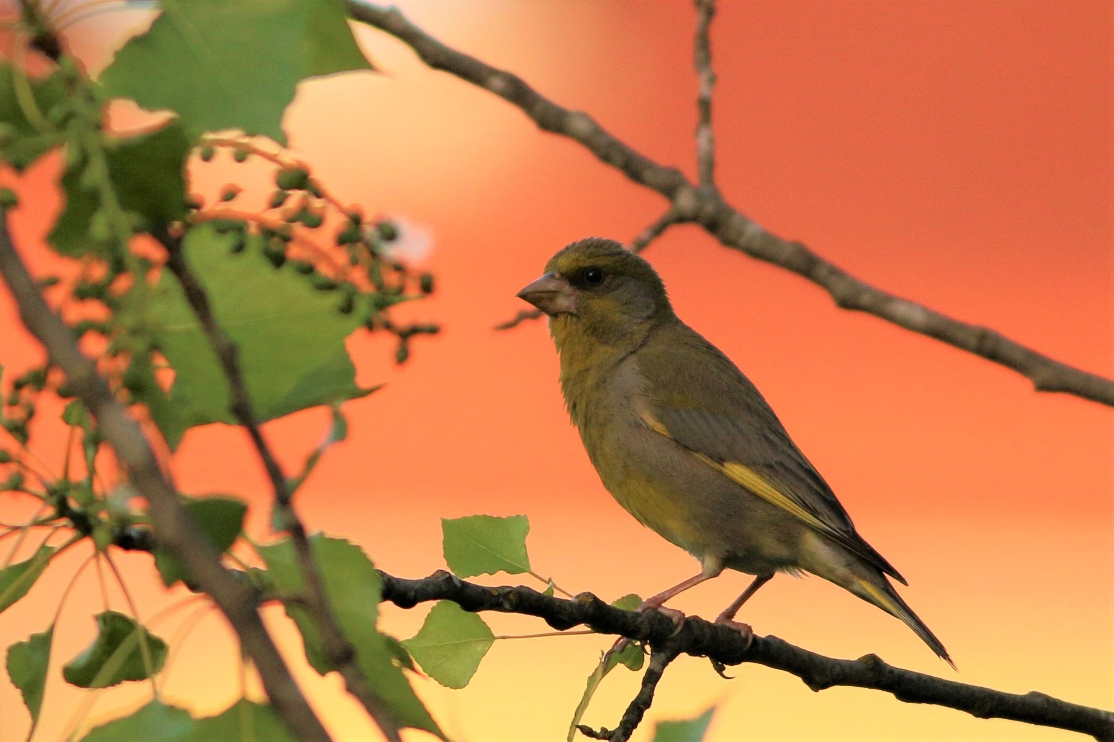 European Greenfinch