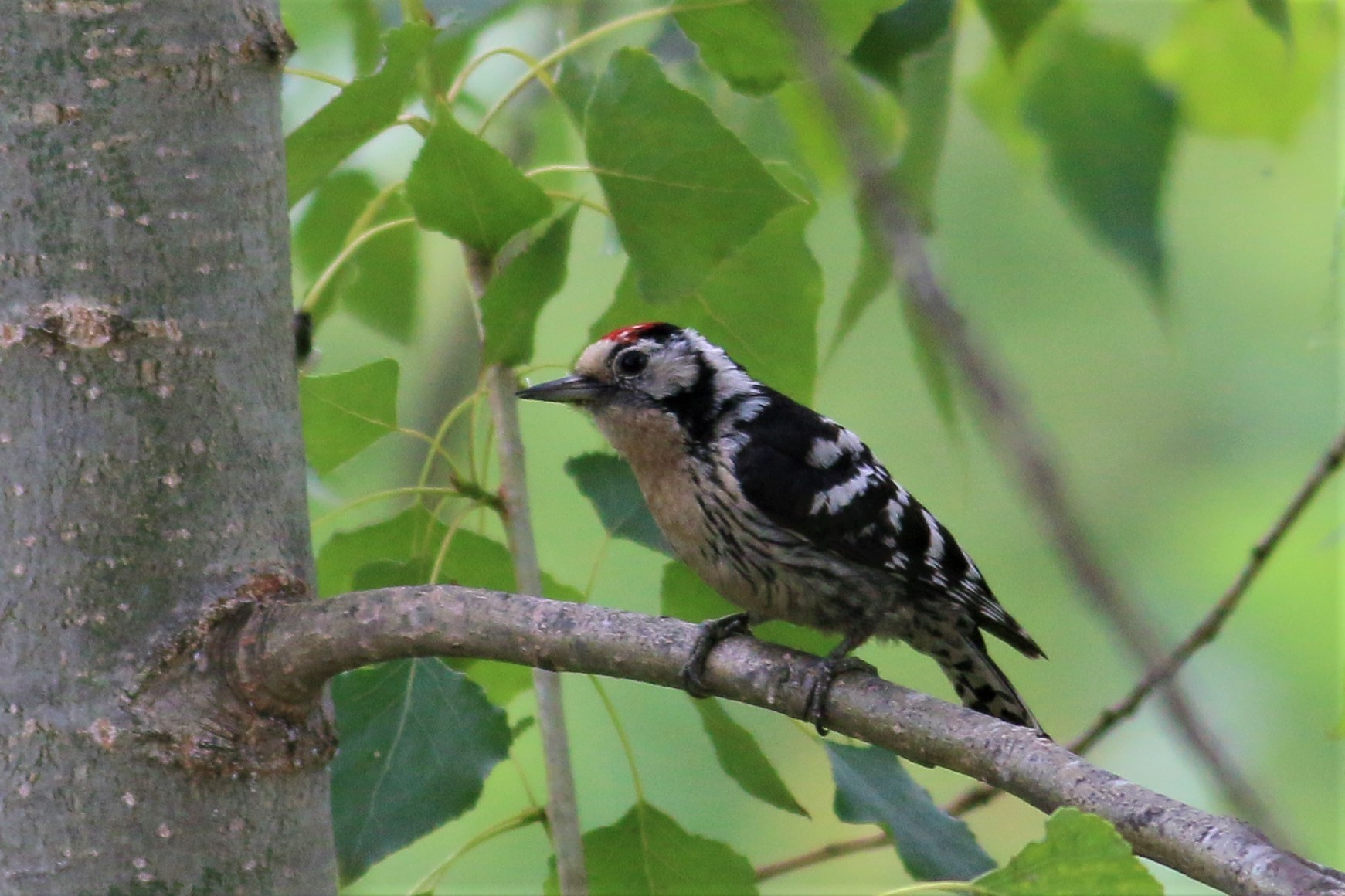 Lesser Spotted Woodpecker — Ana fotoğraf