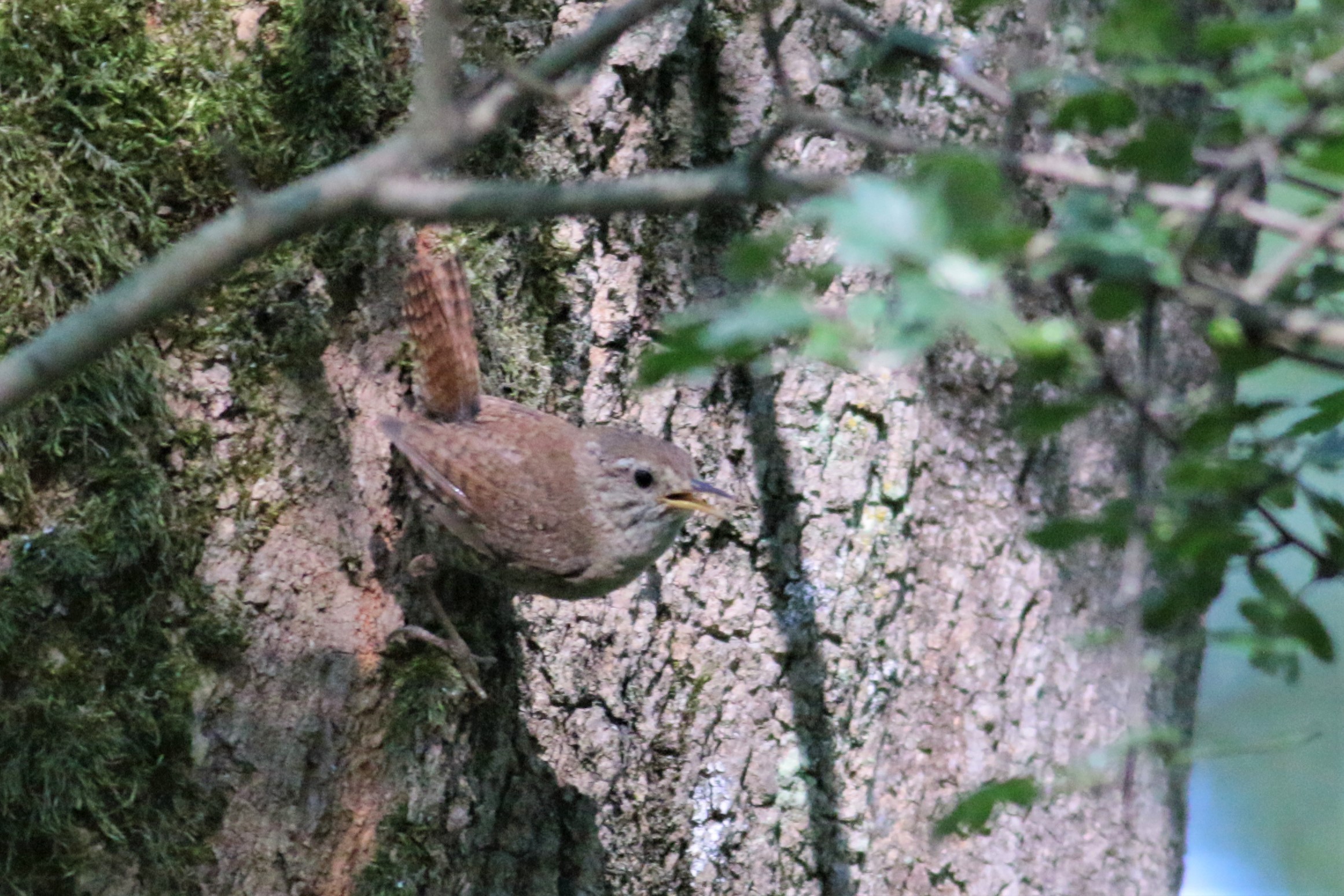 Eurasian Wren
