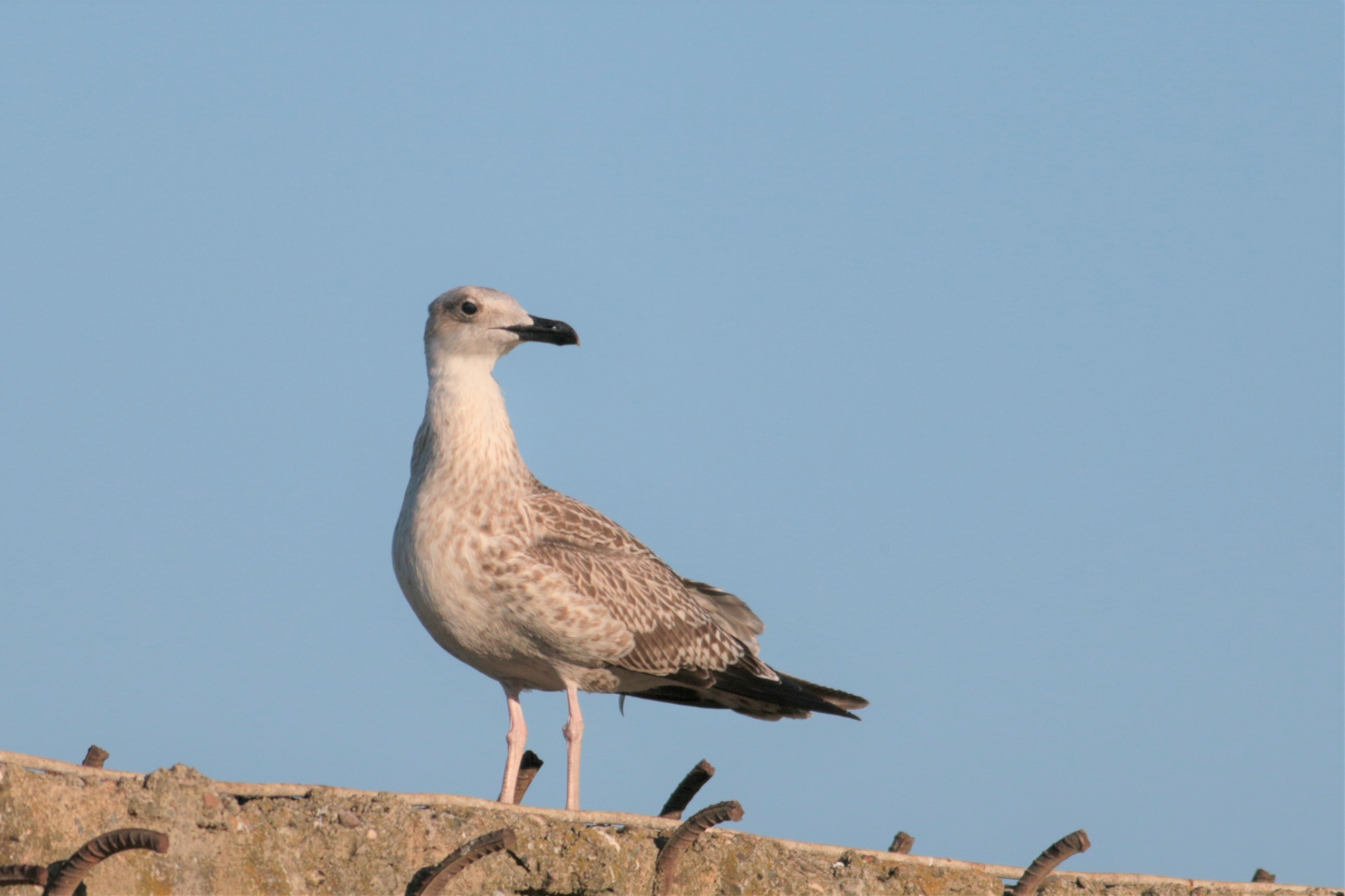 Herring Gull