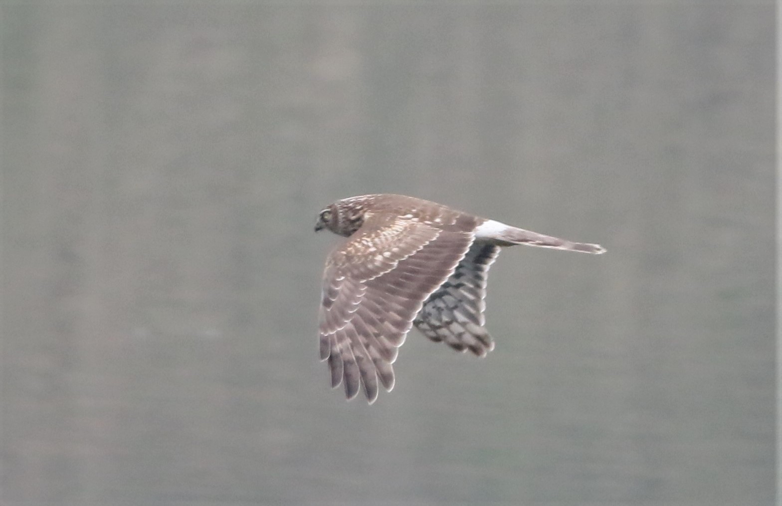 Hen Harrier
