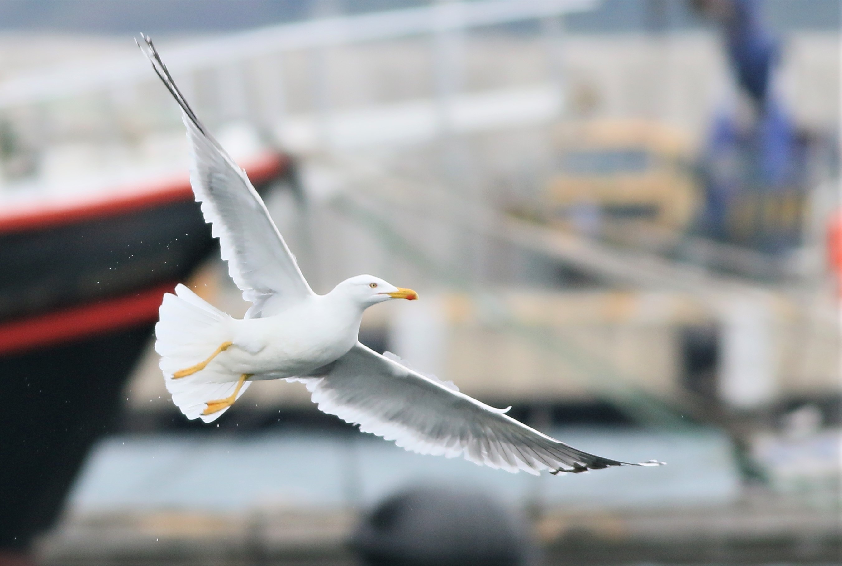 Yellow-legged Gull — Ana fotoğraf