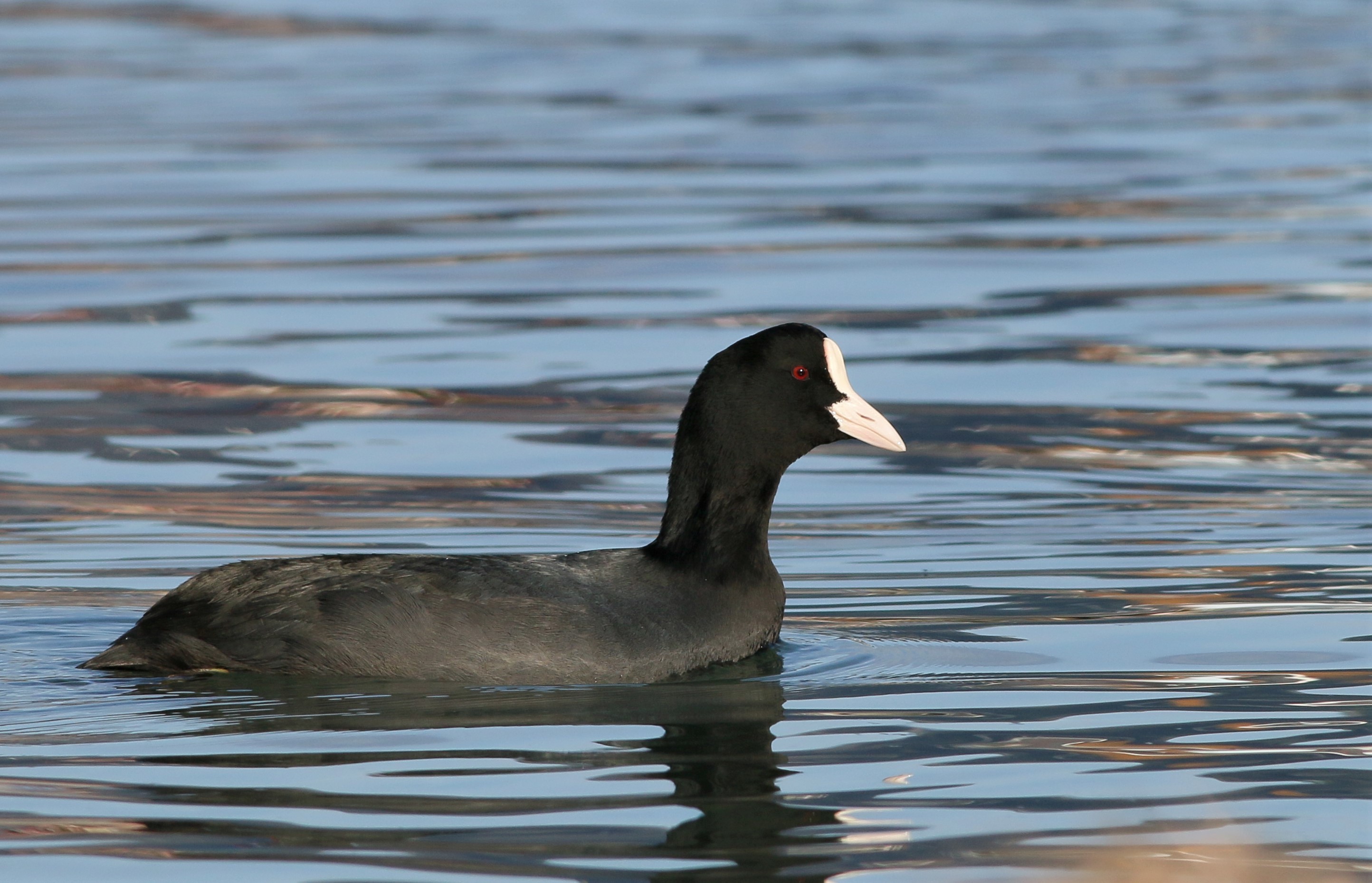 Eurasian Coot