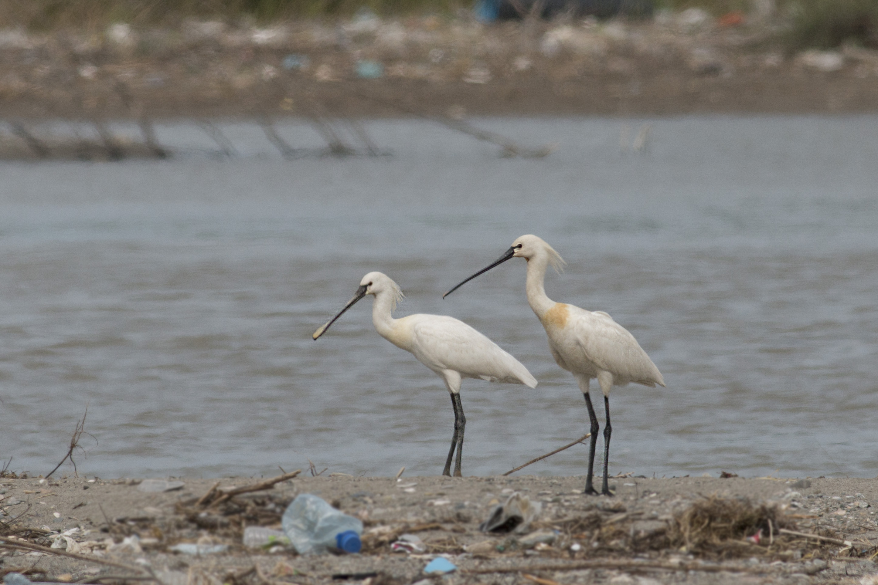 Eurasian Spoonbill — Ana fotoğraf