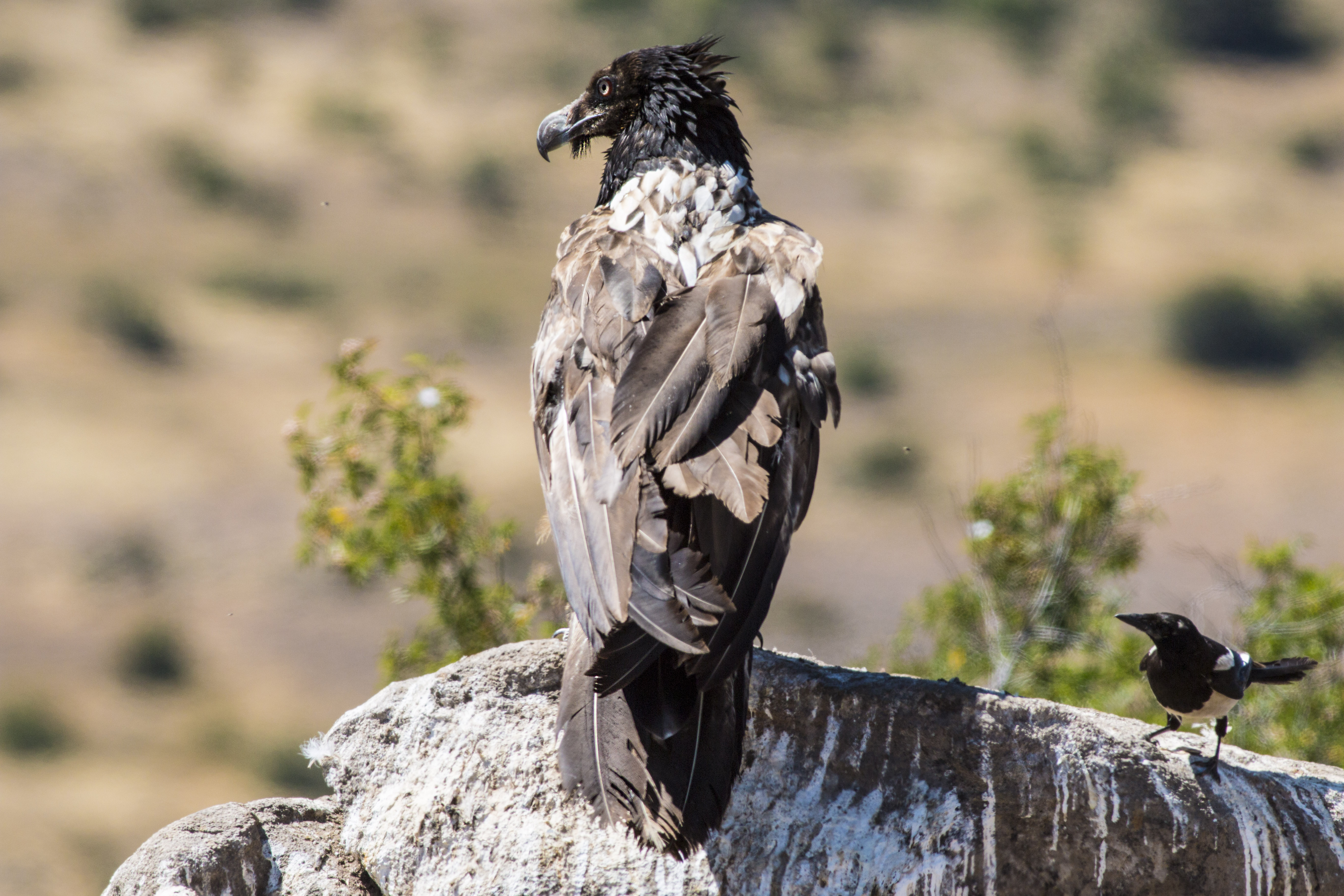 Bearded Vulture
