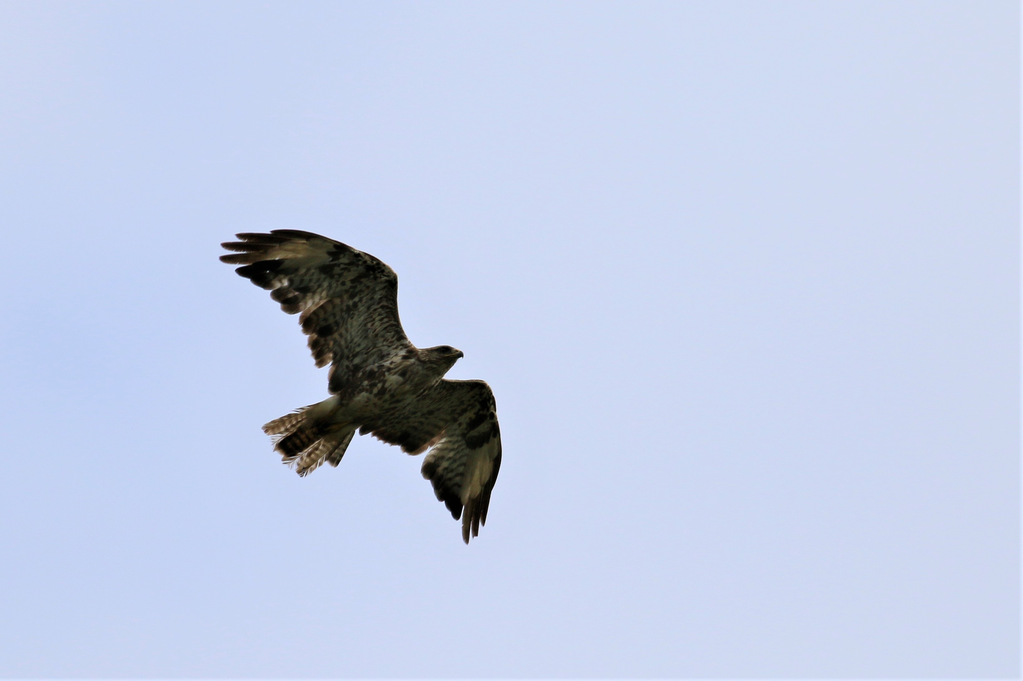 Booted Eagle