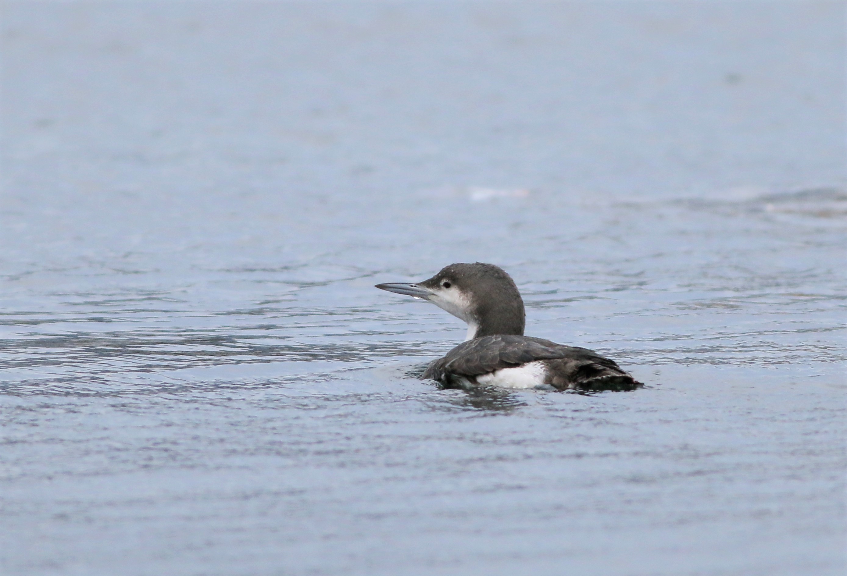 Arctic Loon