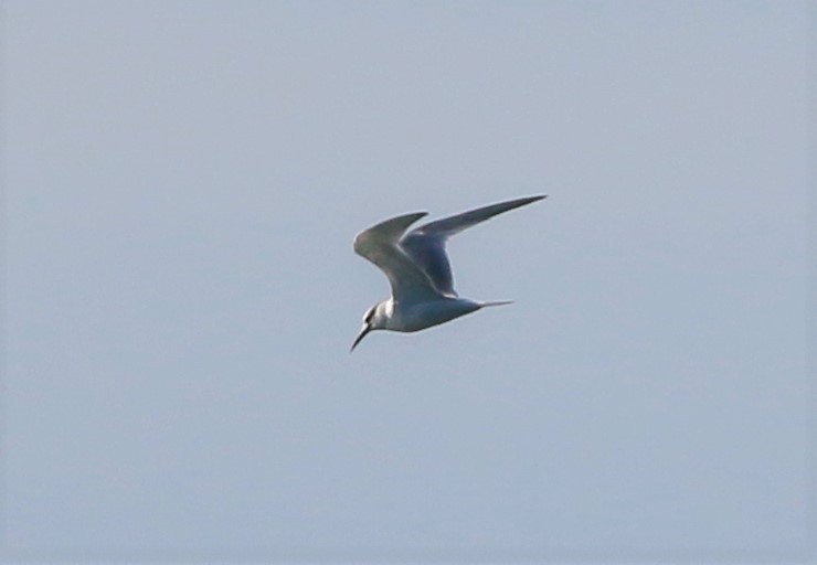 Sandwich Tern
