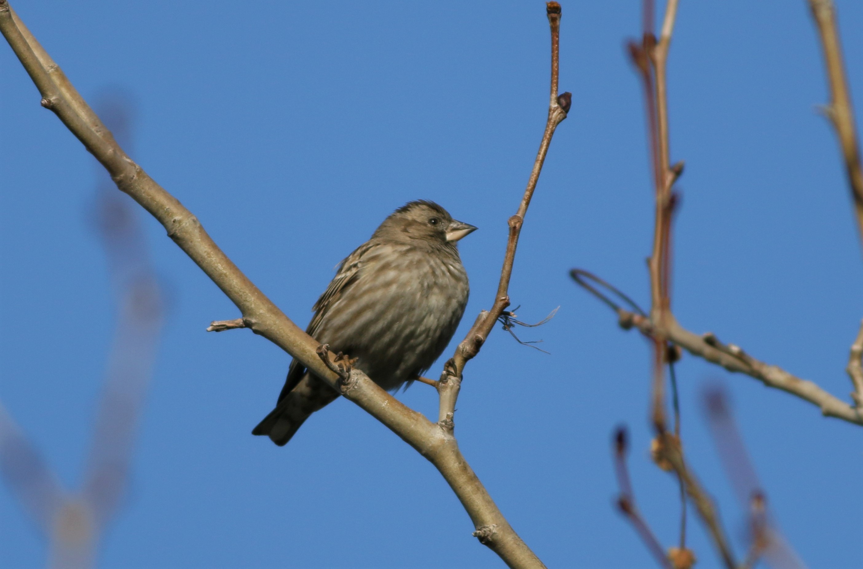 Rock Sparrow