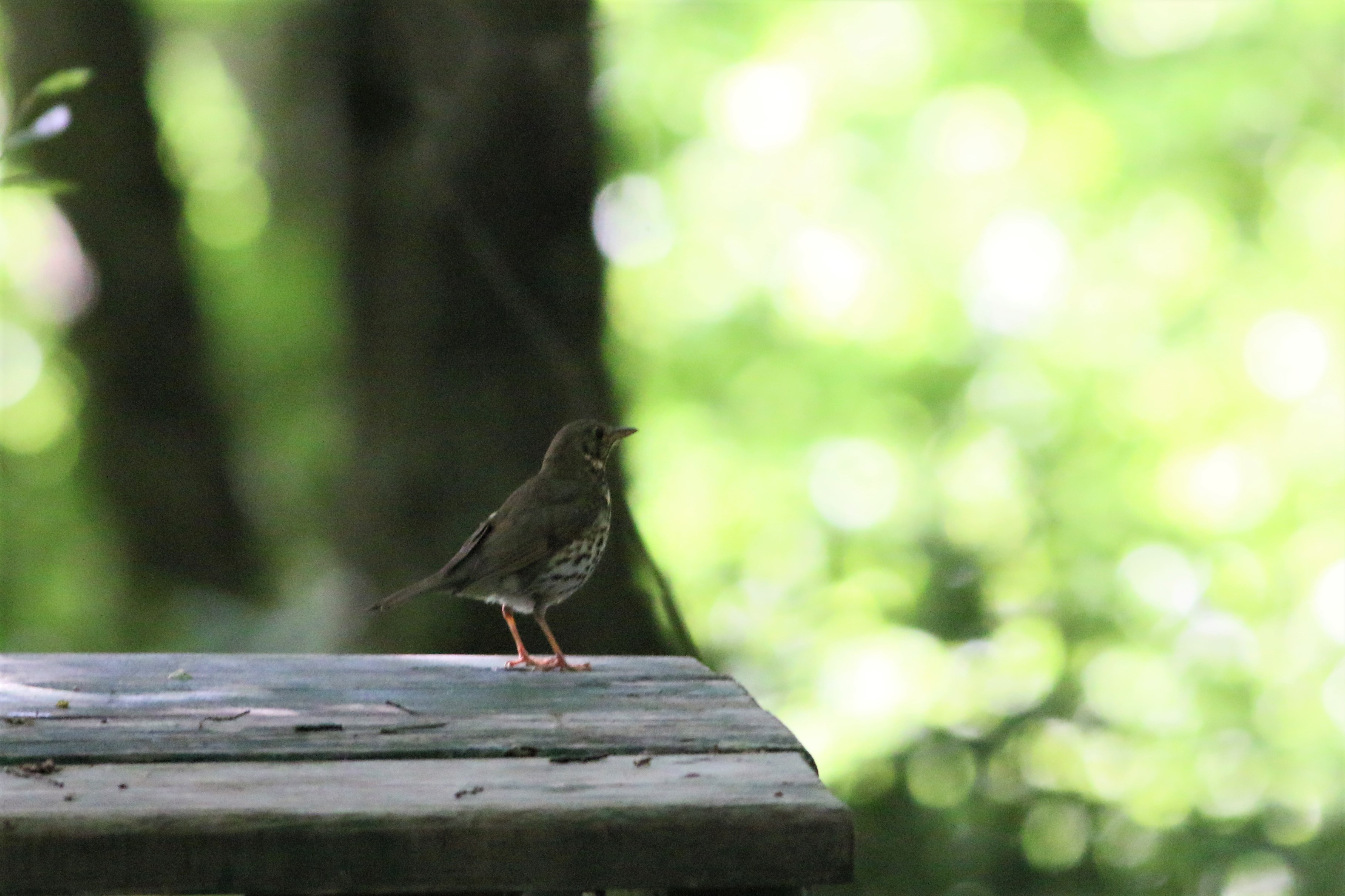 Mistle Thrush