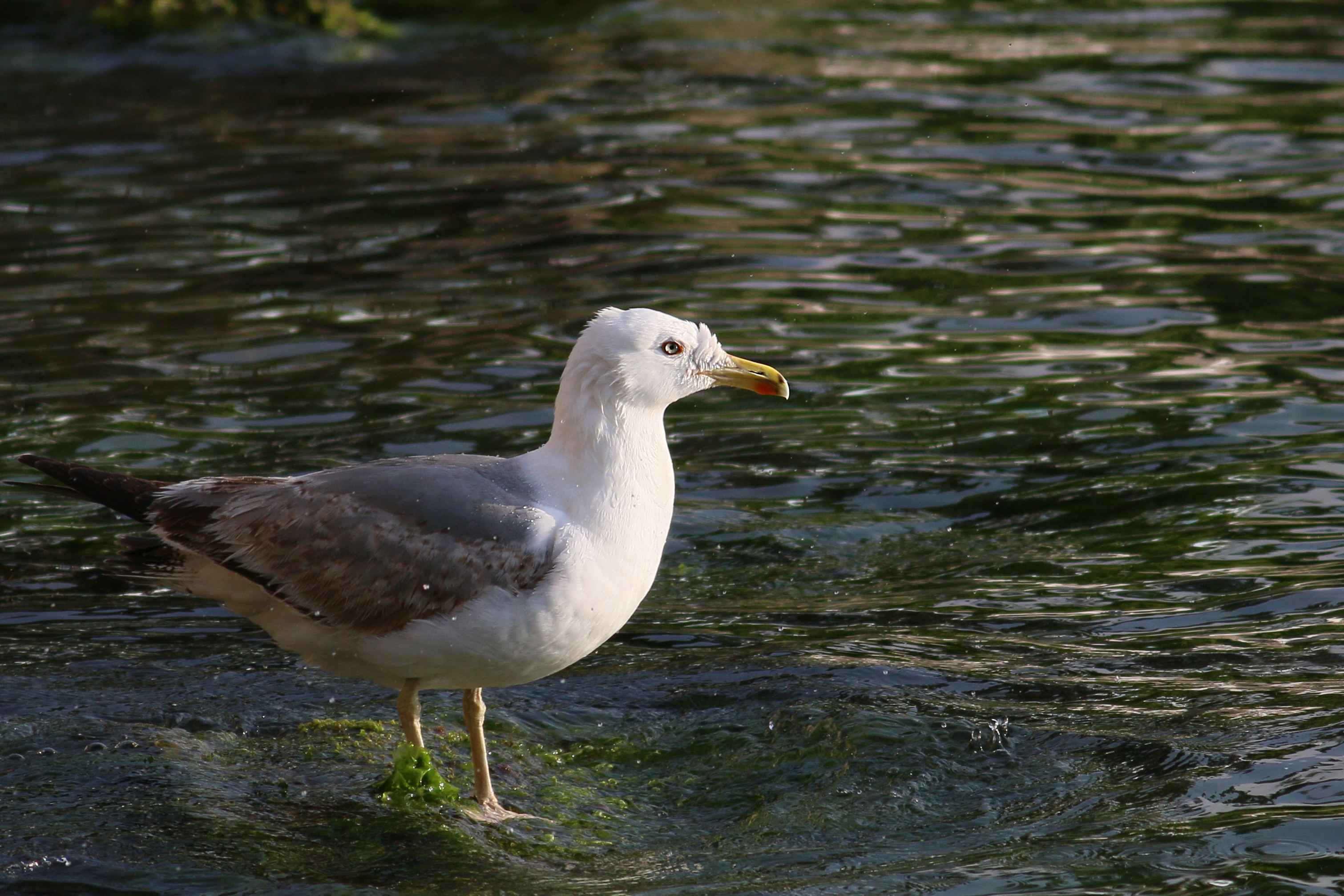 Yellow-legged Gull