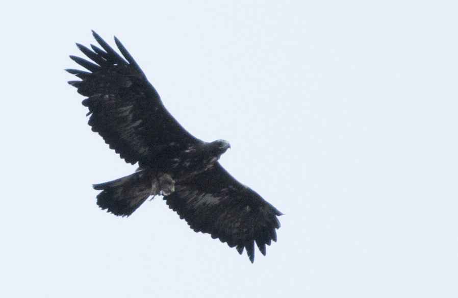 Golden Eagle