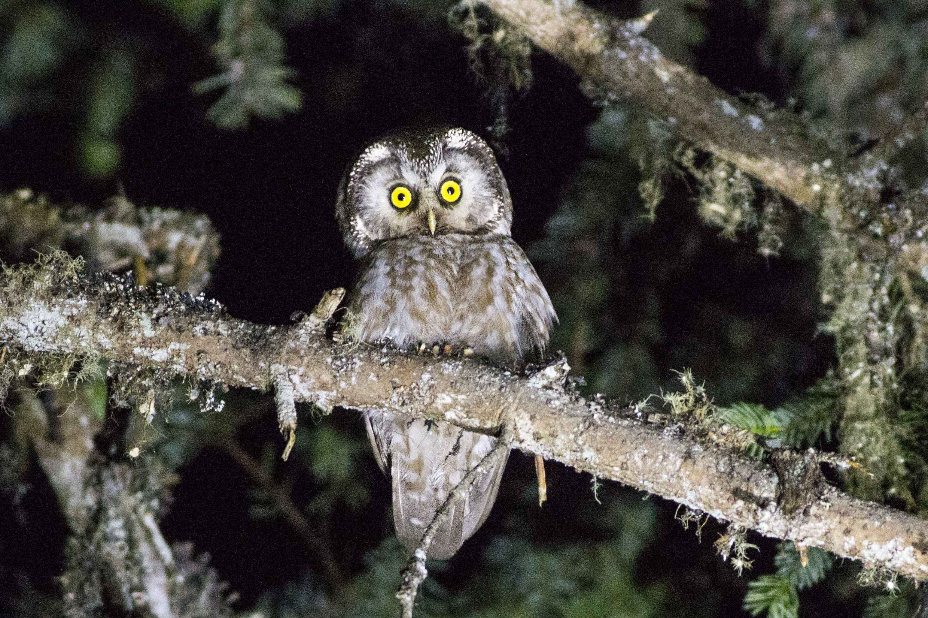 Boreal Owl