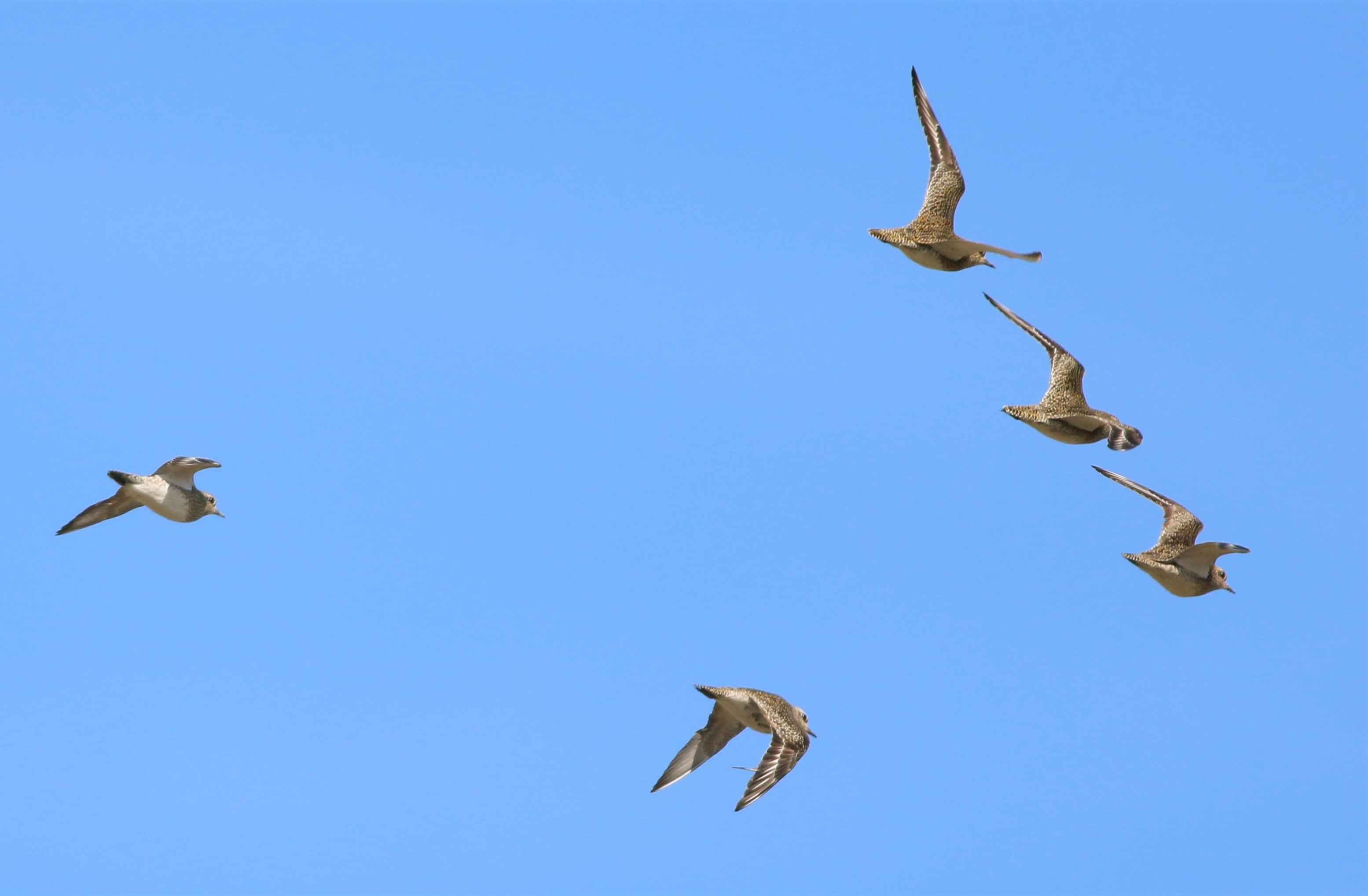 European Golden-Plover
