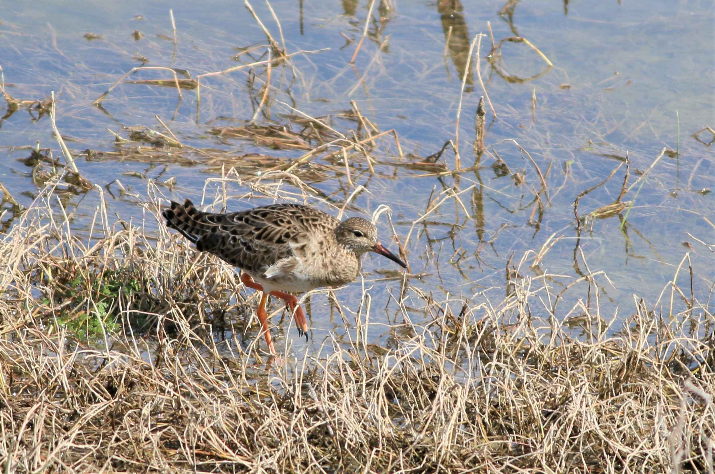 Common Redshank