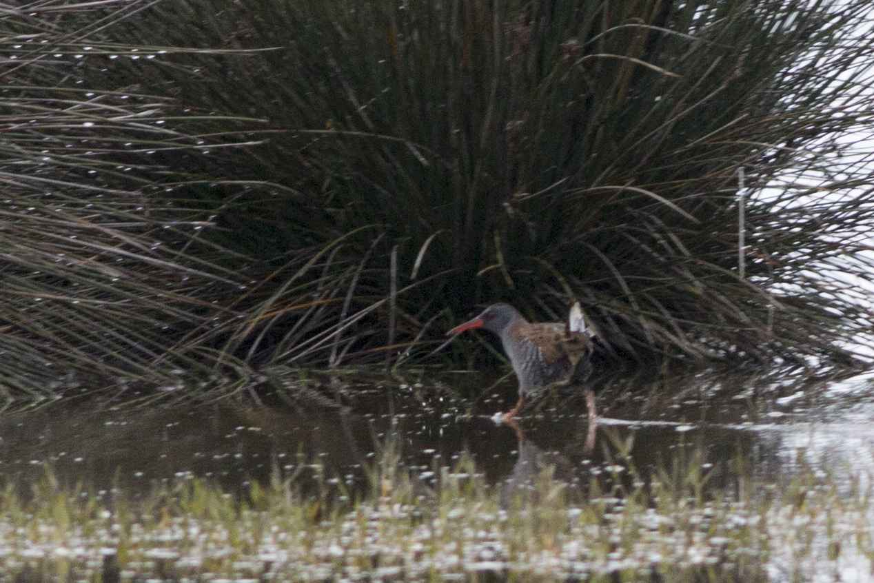 Water Rail