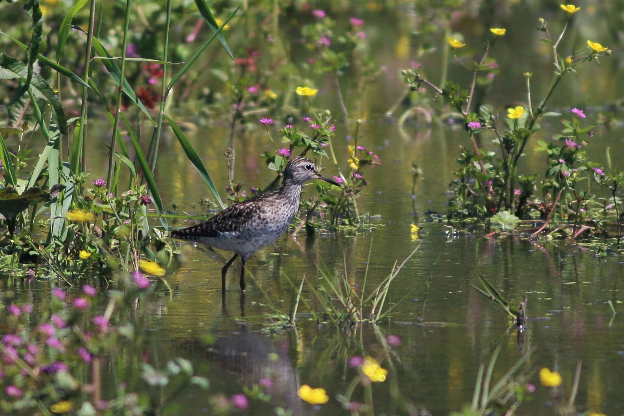 Wood Sandpiper