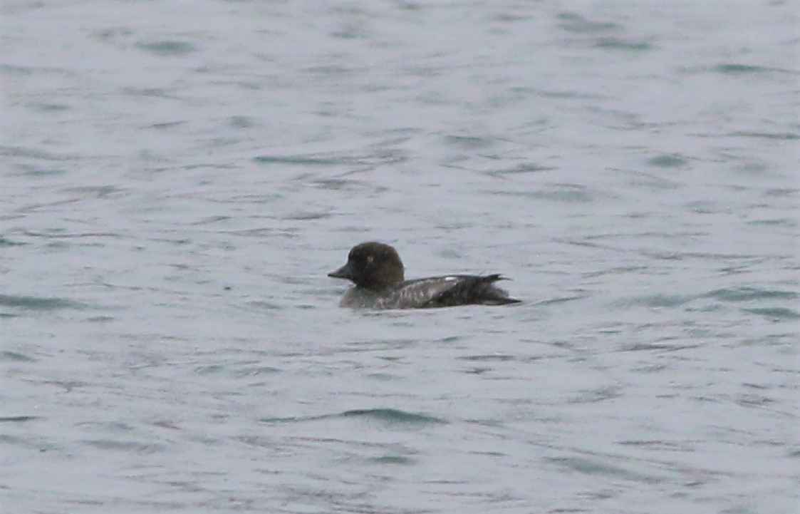 Common Goldeneye