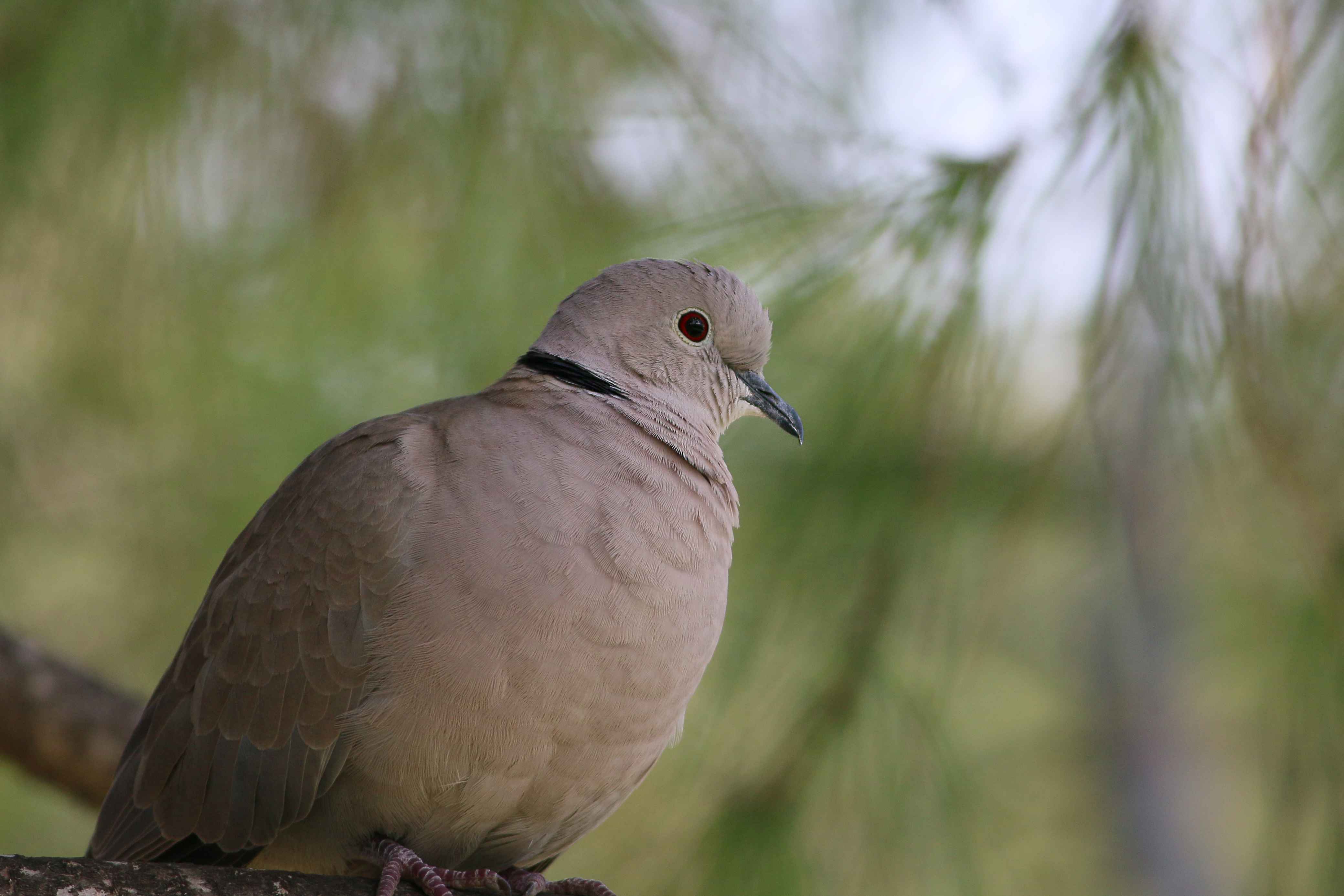 Eurasian Collared-Dove