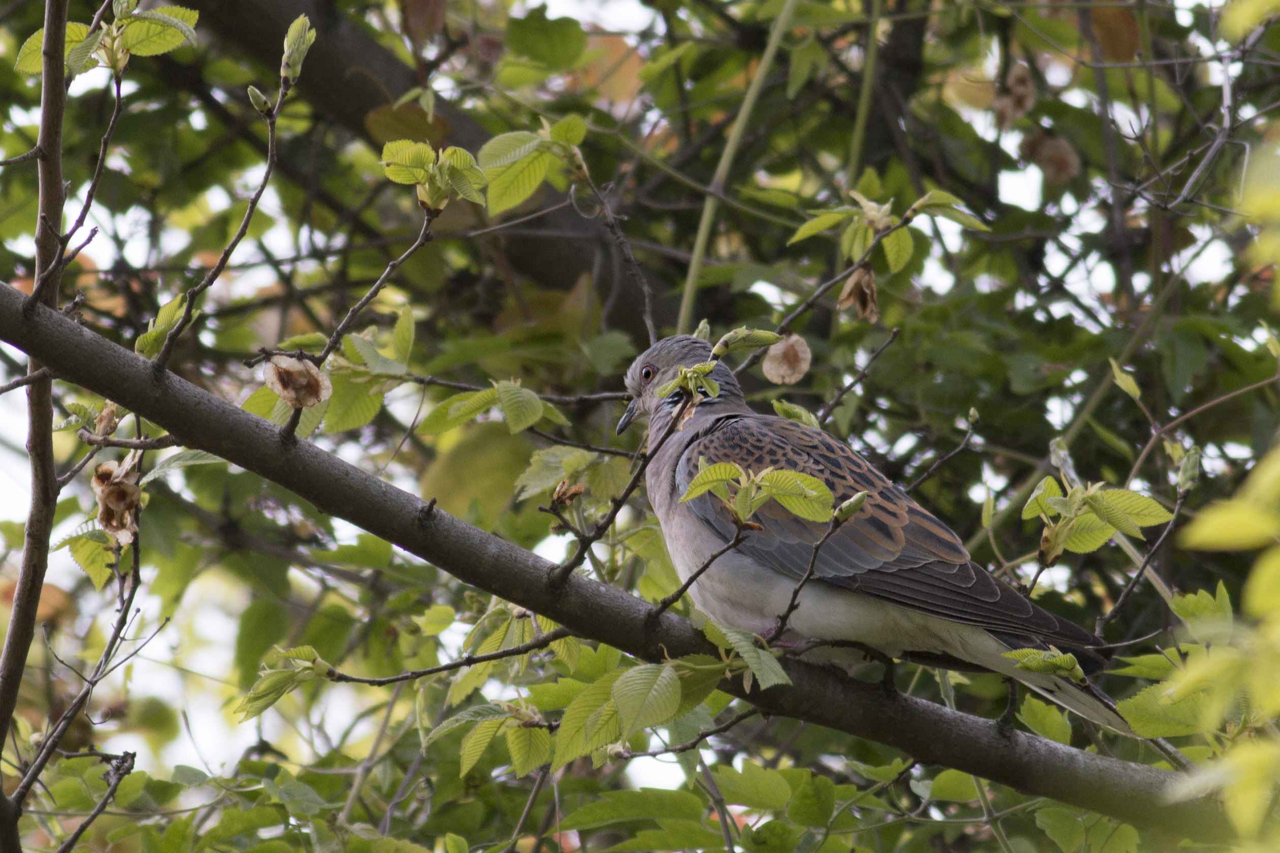 European Turtle-Dove