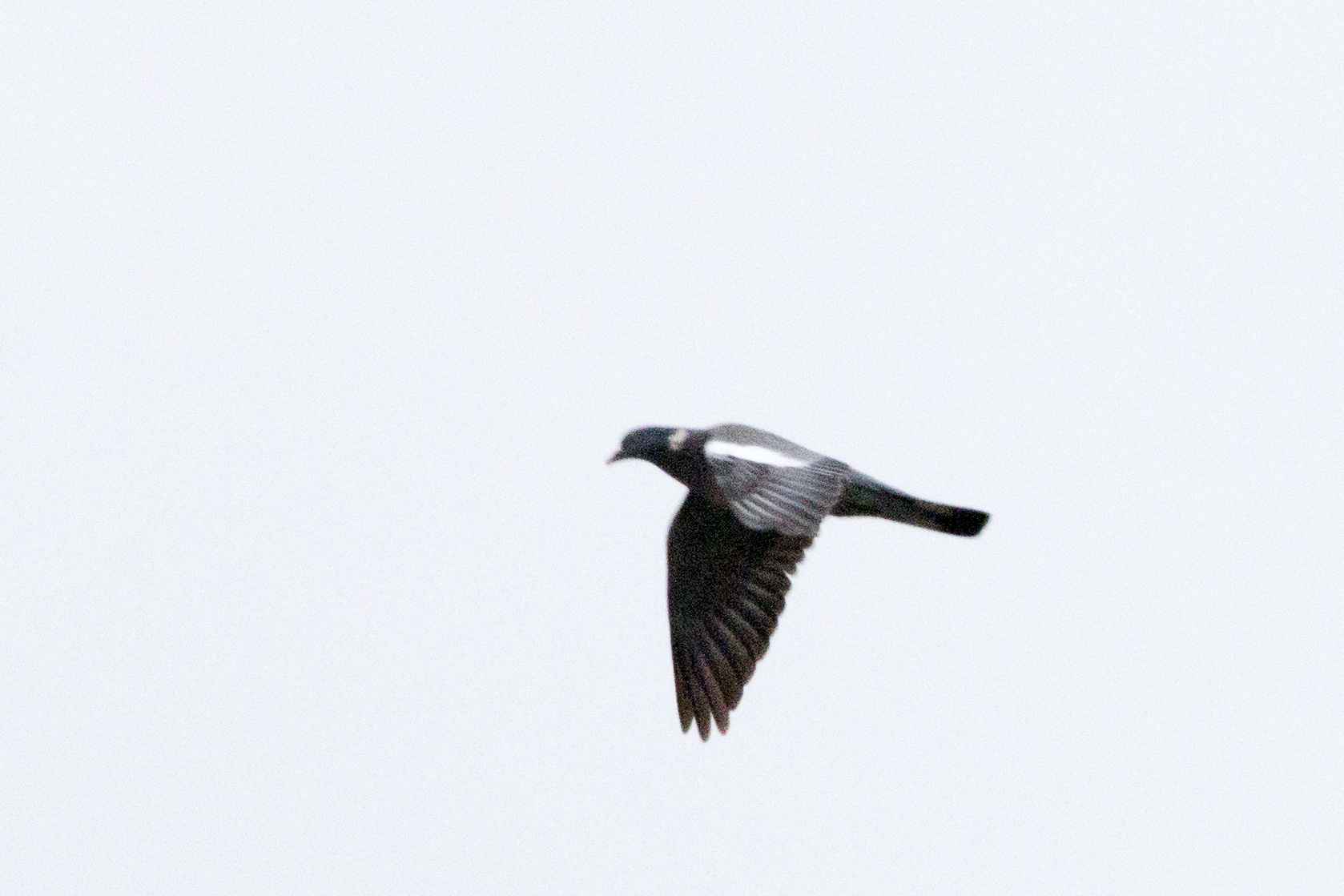 Common Wood-Pigeon