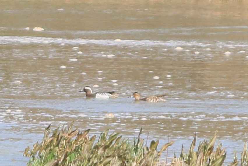 Garganey