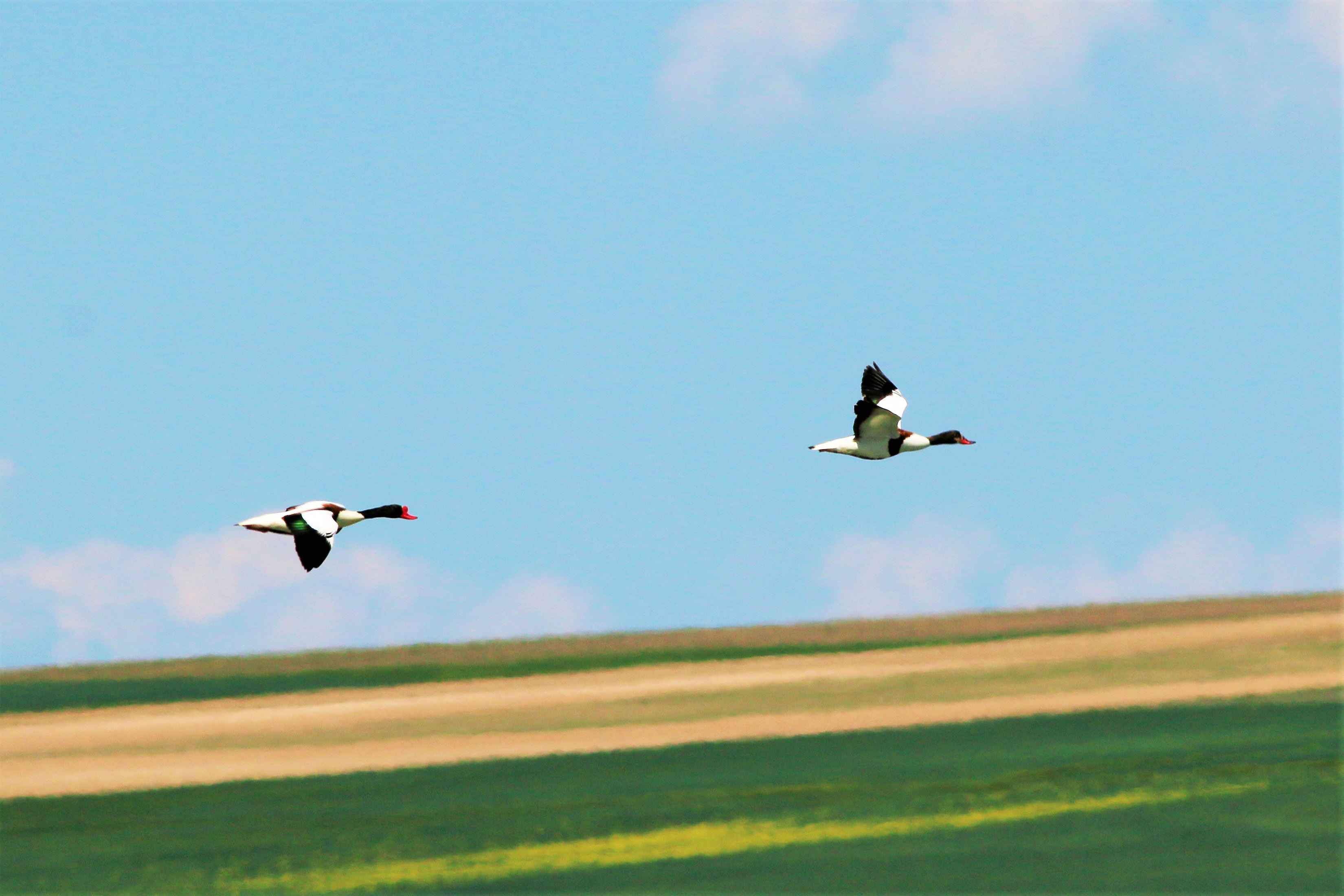 Common Shelduck