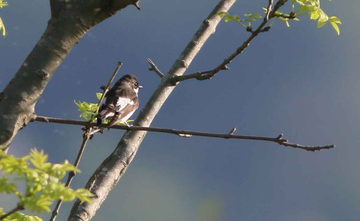 European Pied Flycatcher