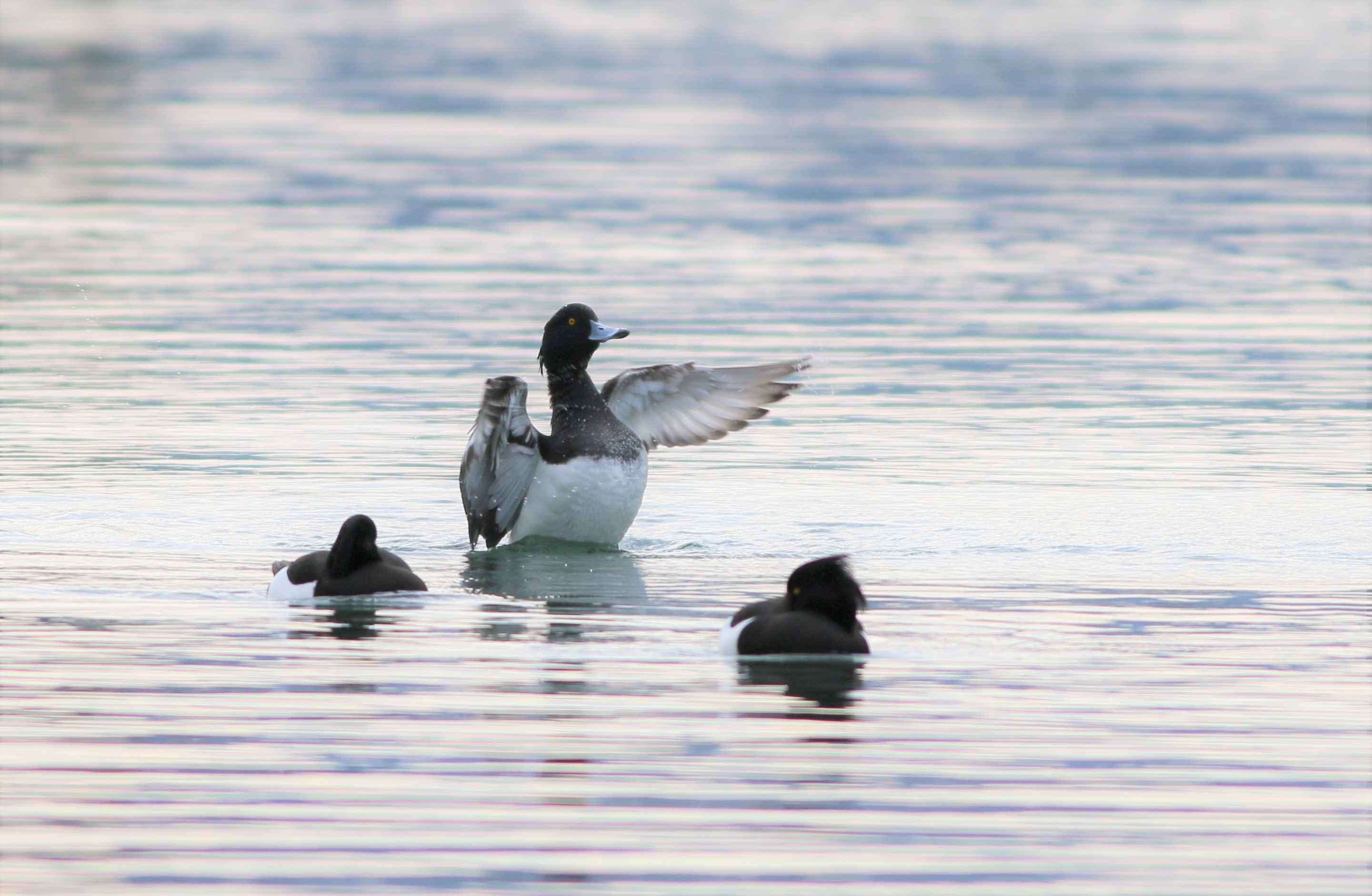 Tufted Duck
