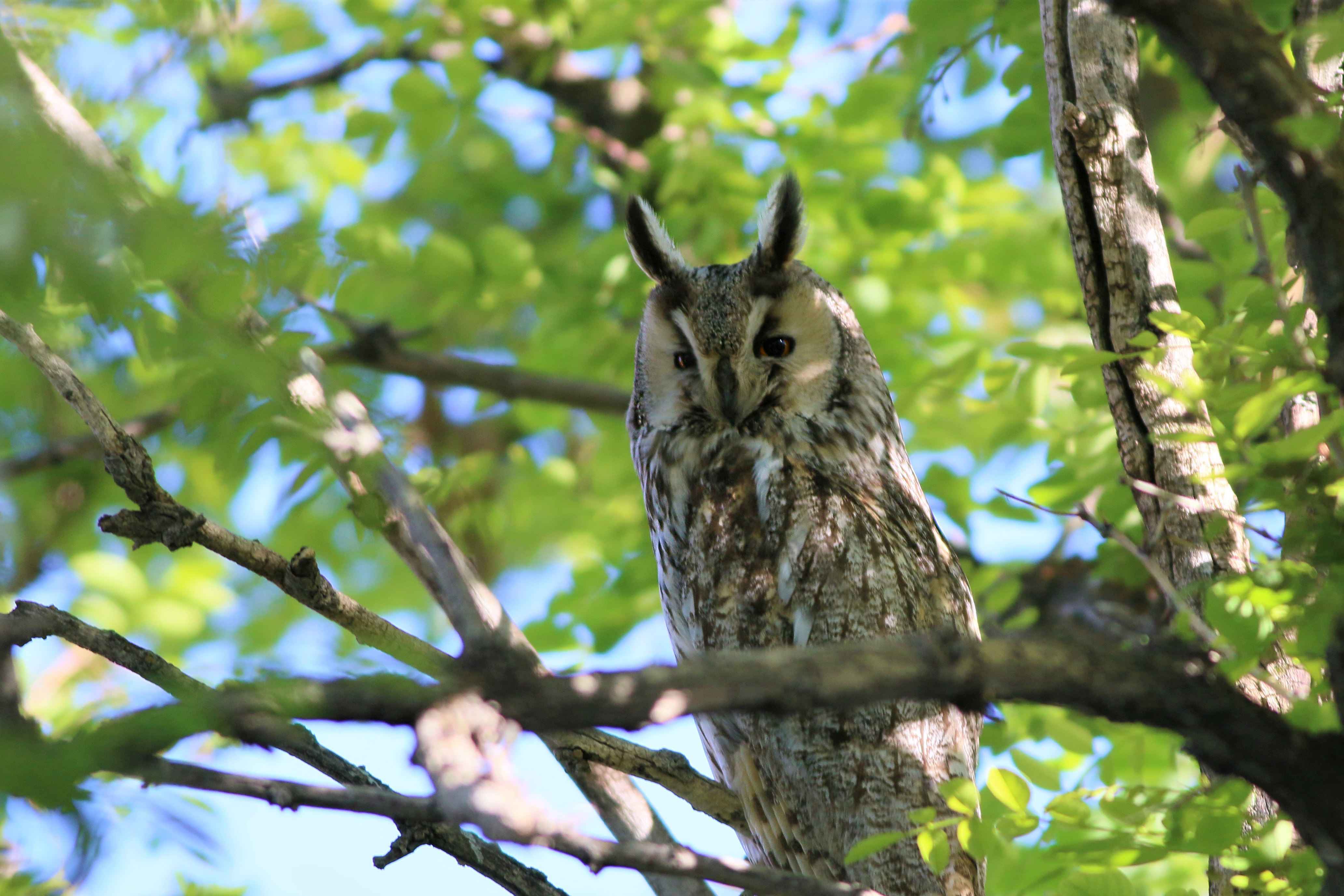 Long-eared Owl