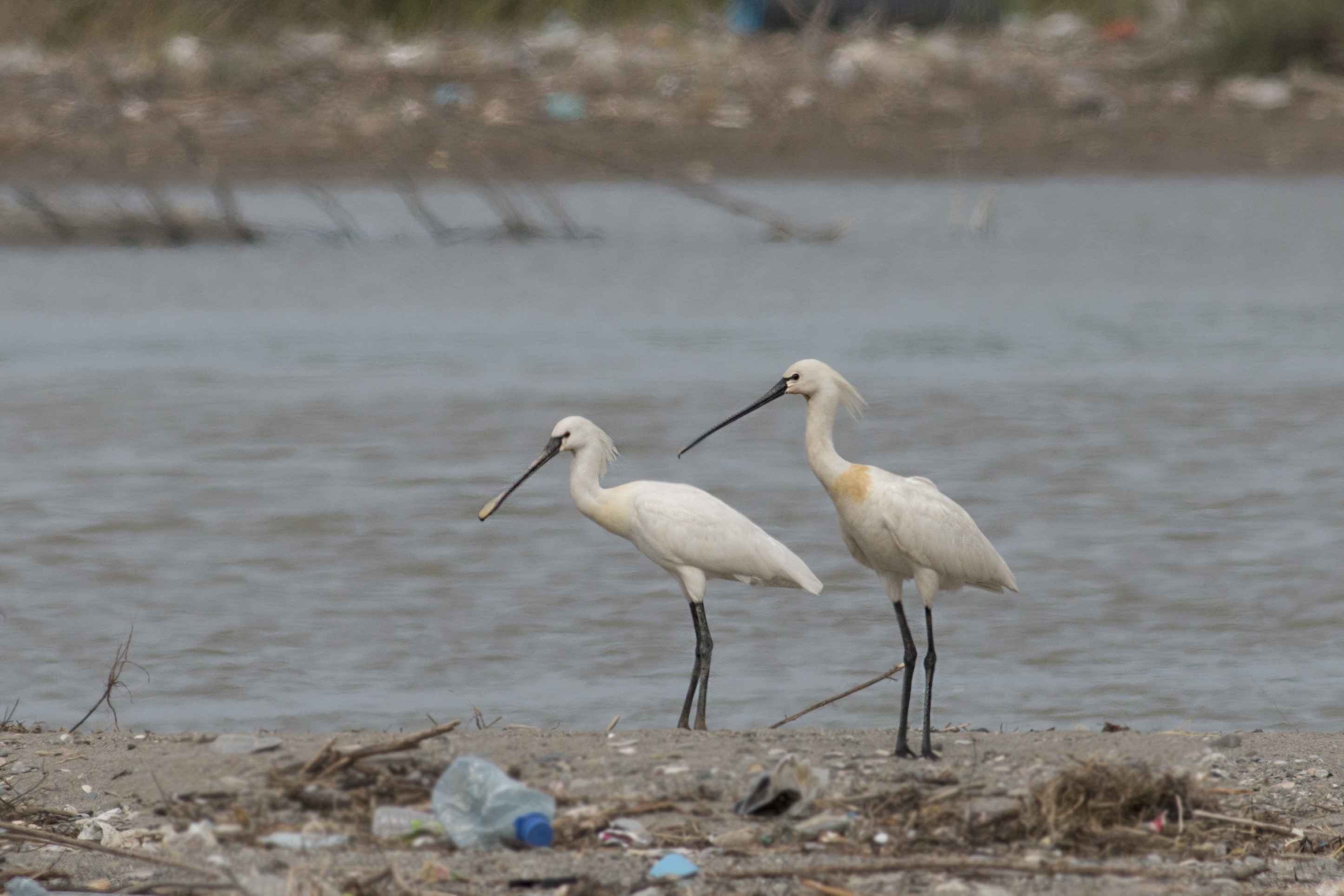 Eurasian Spoonbill