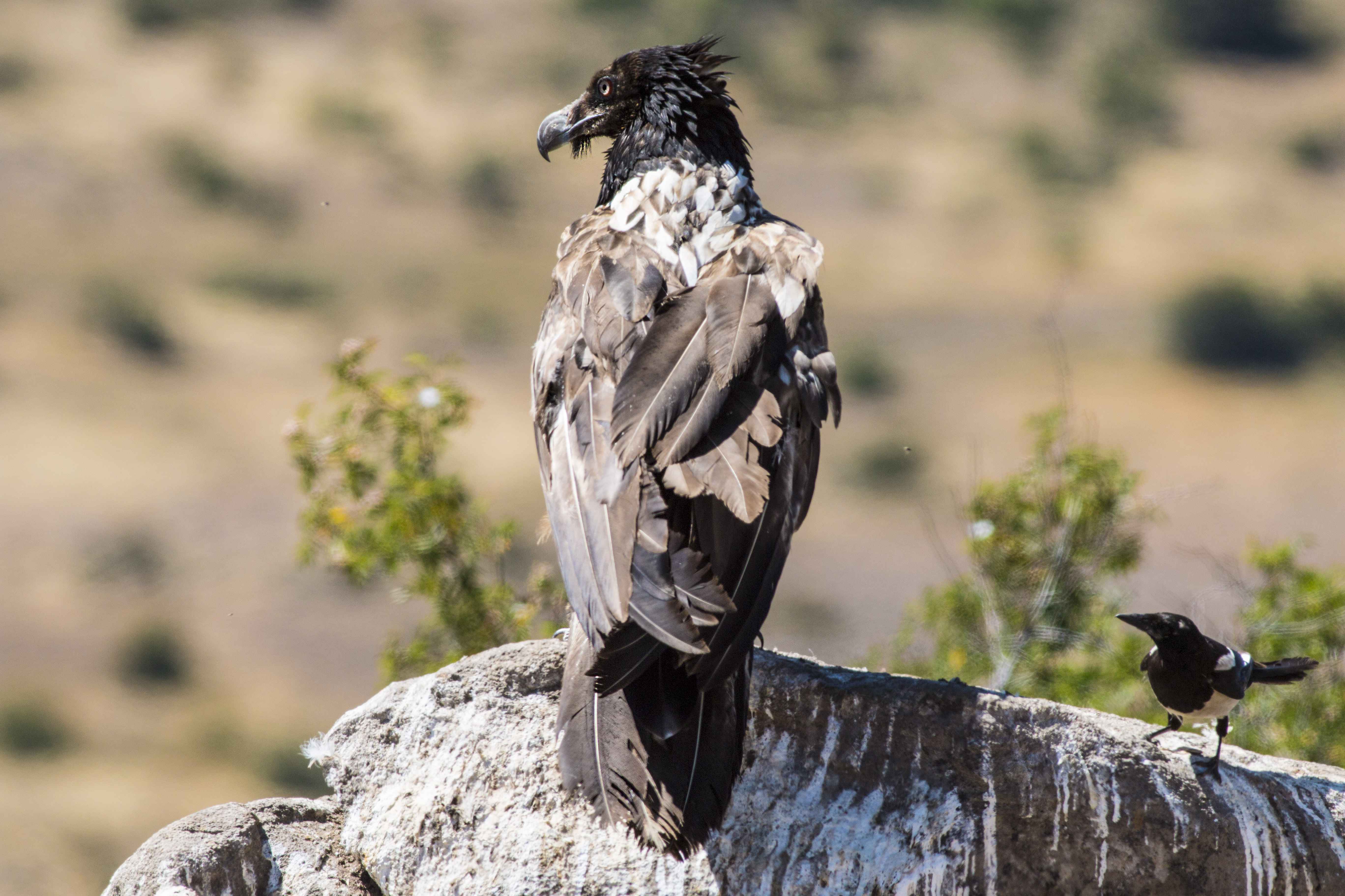 Bearded Vulture