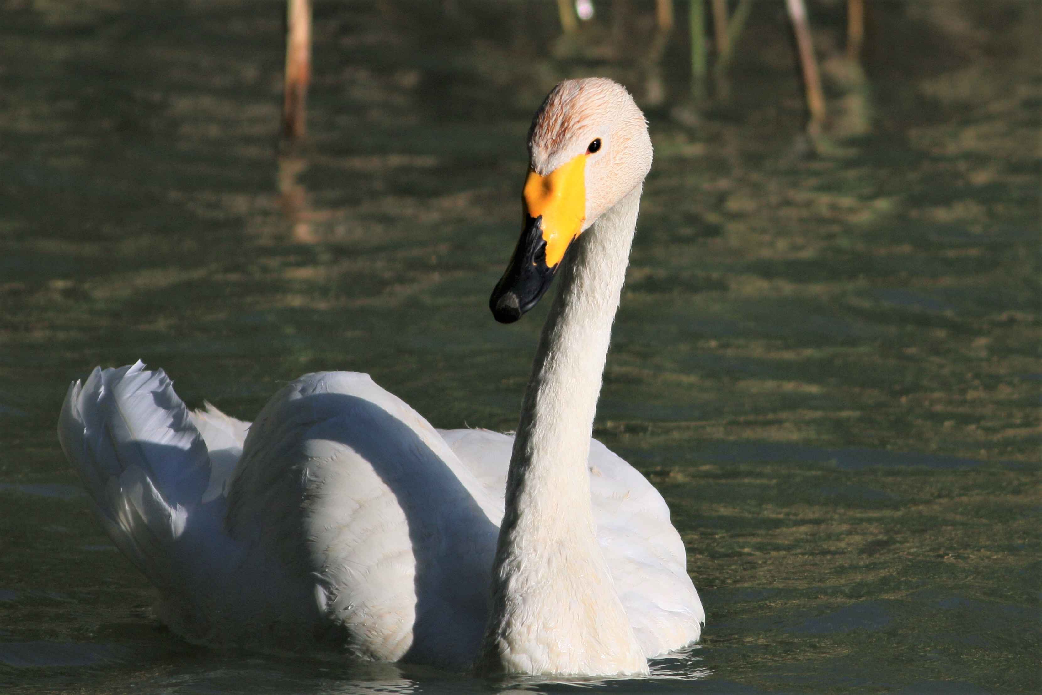 Whooper Swan