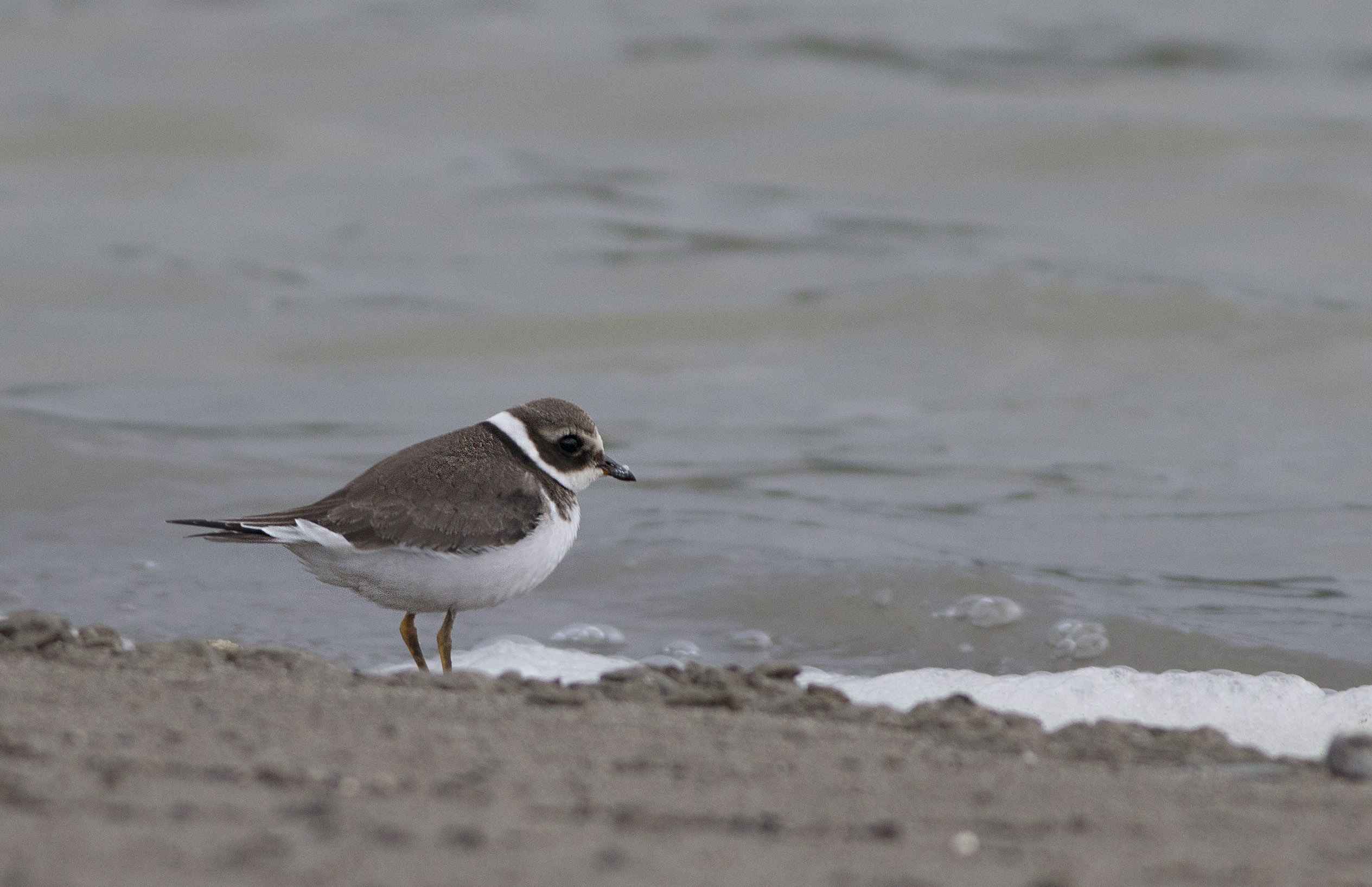 Common Ringed Plover