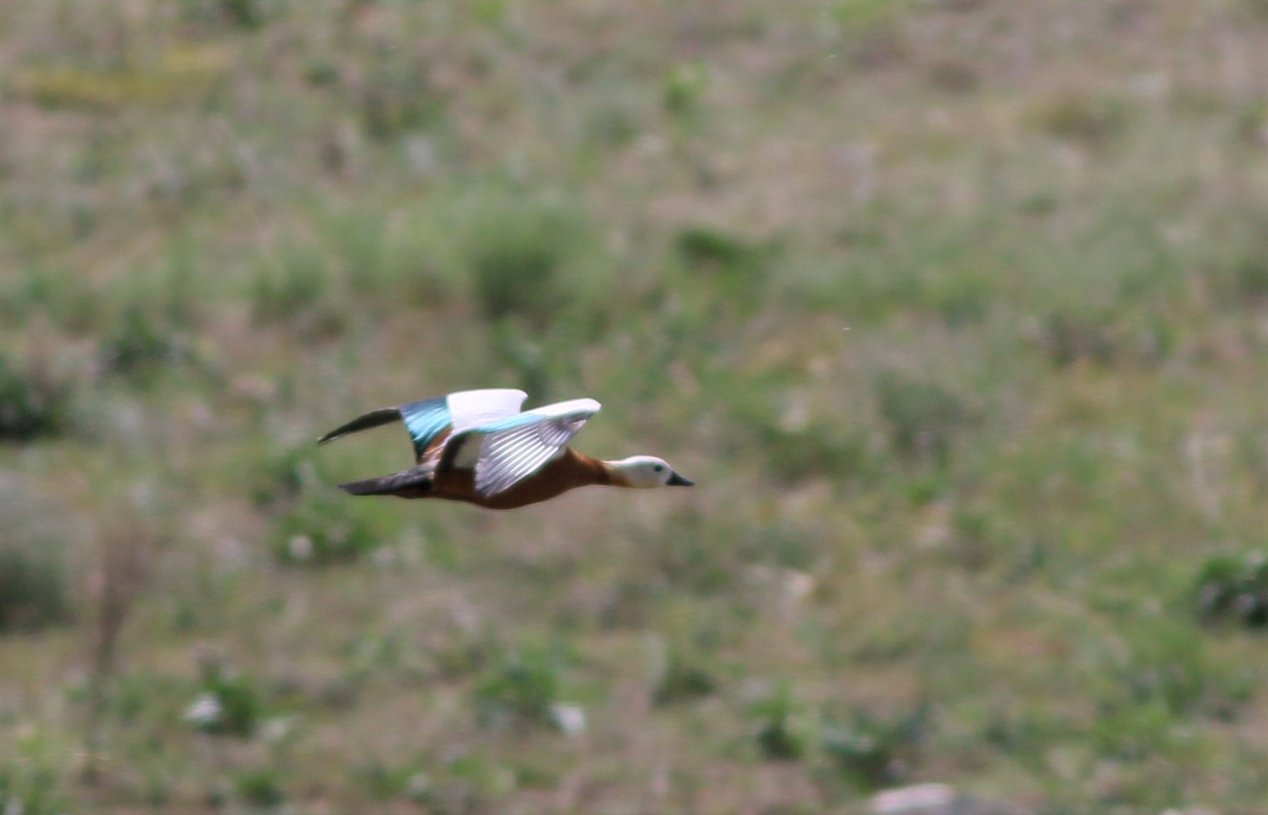Ruddy Shelduck