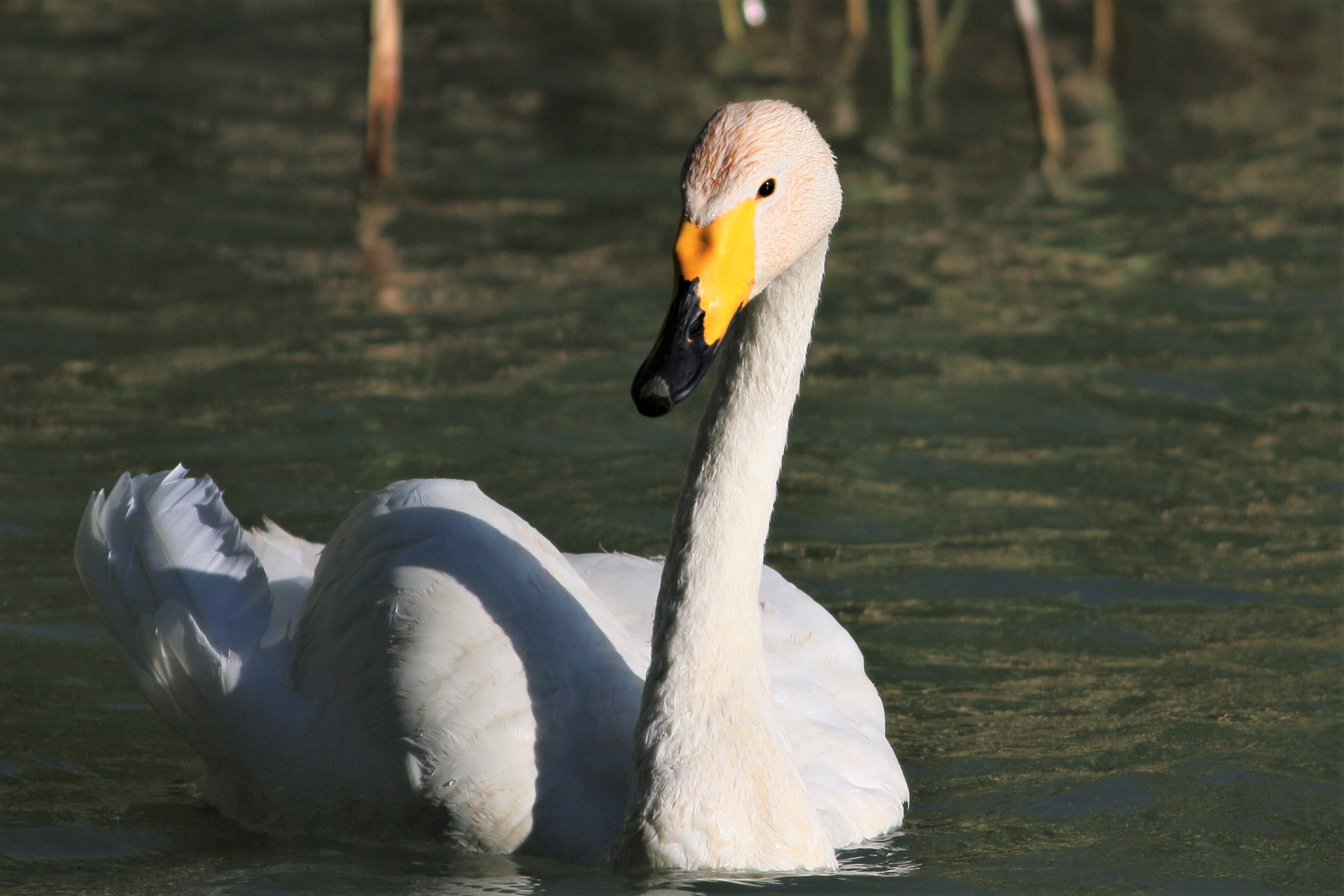 Whooper Swan