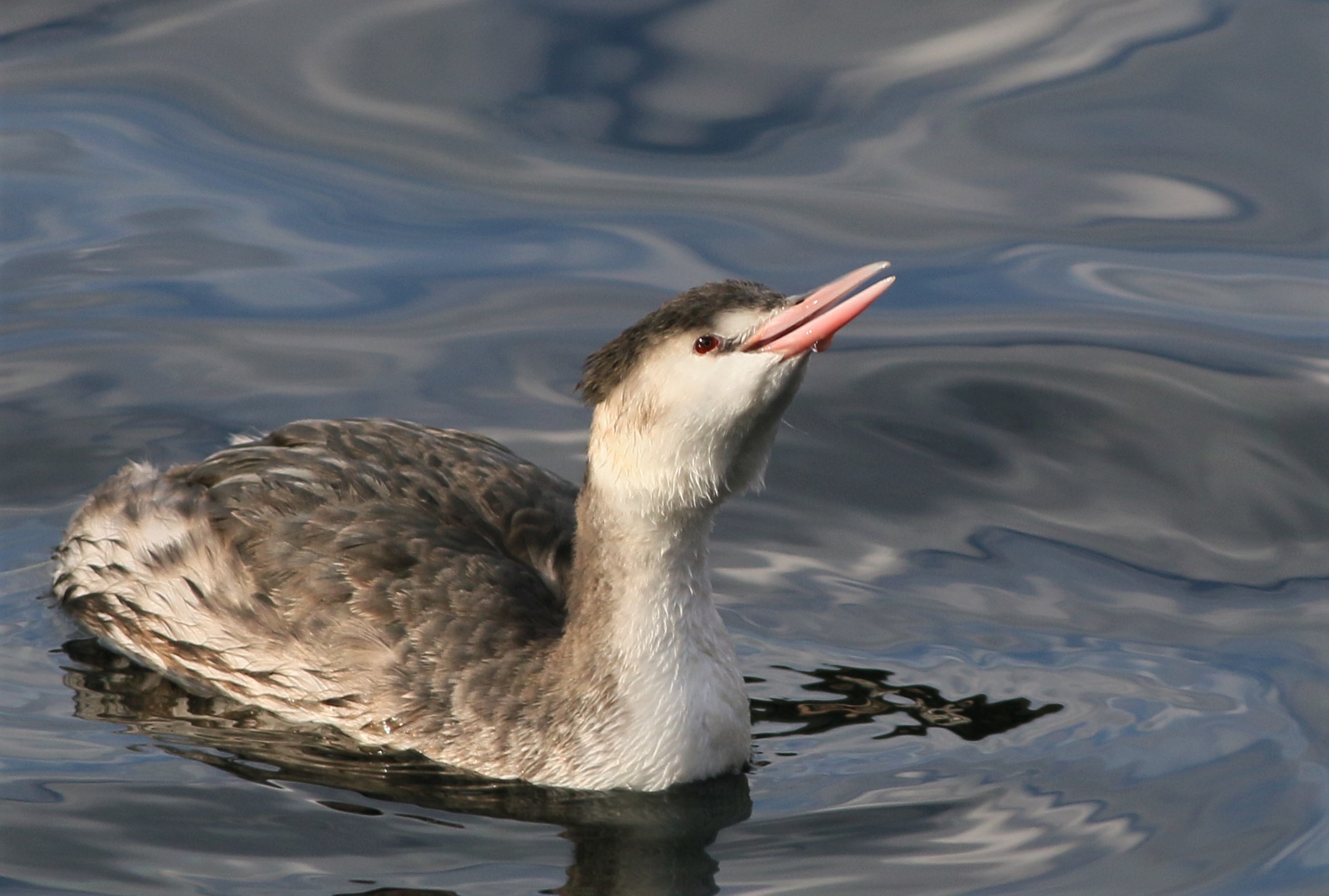 Great Crested Grebe