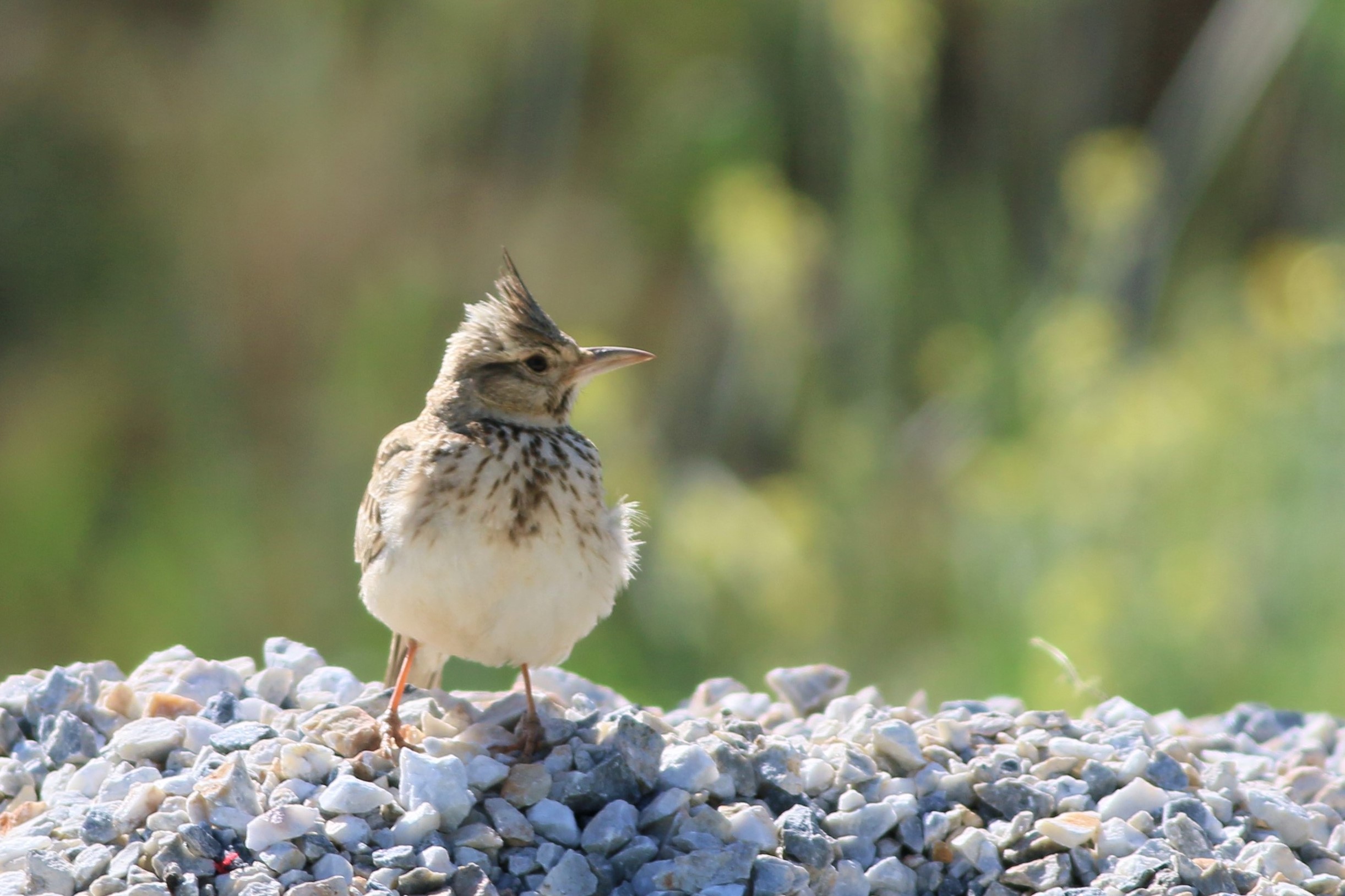 Crested Lark